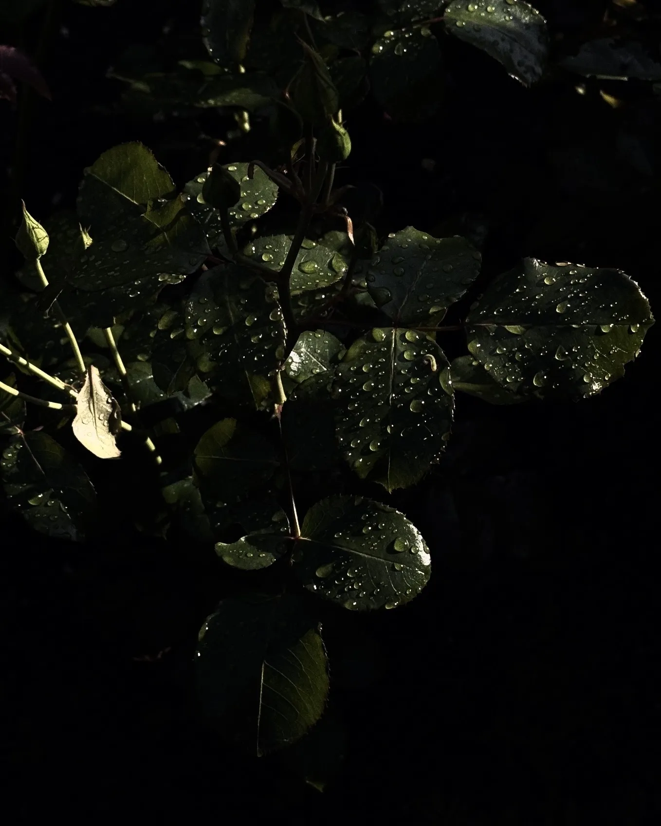 хрусталь после дождя