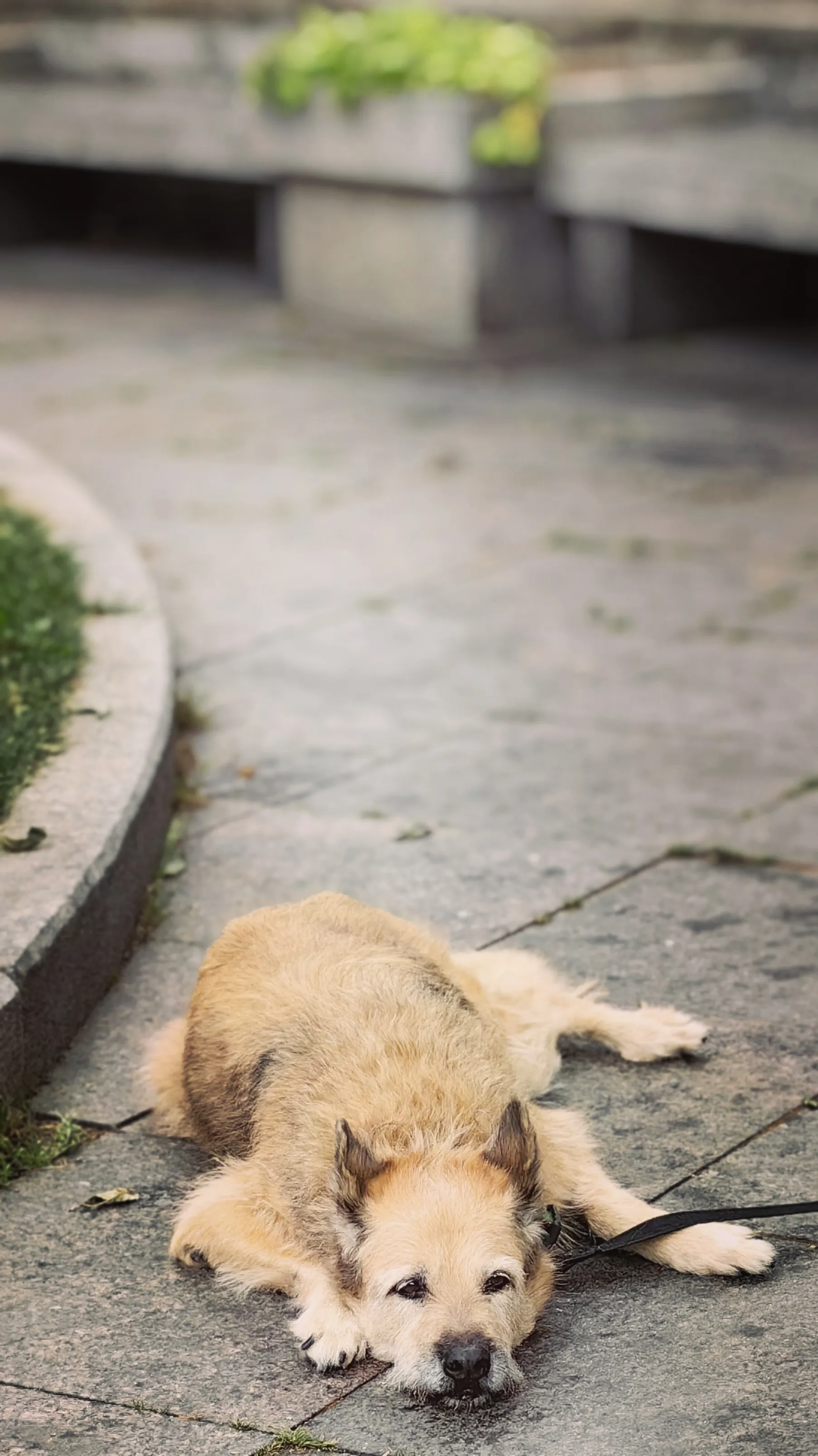 Питерский пёс