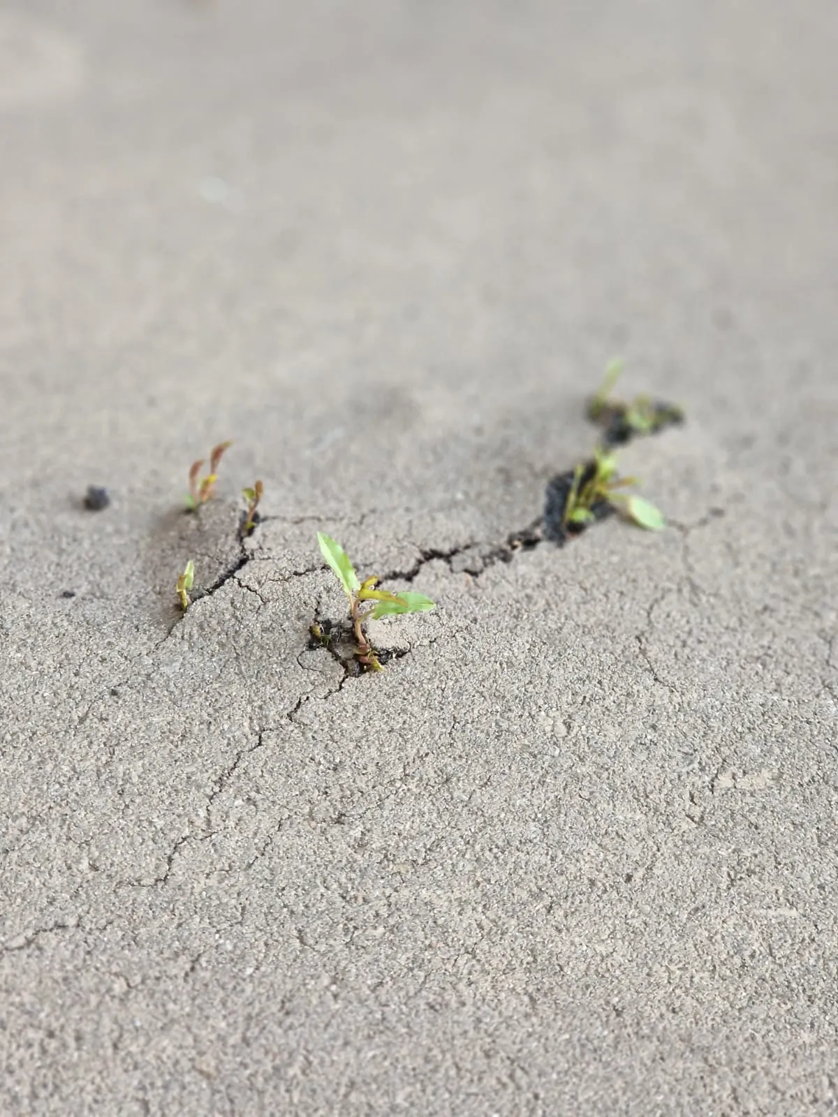 Жажда жизни