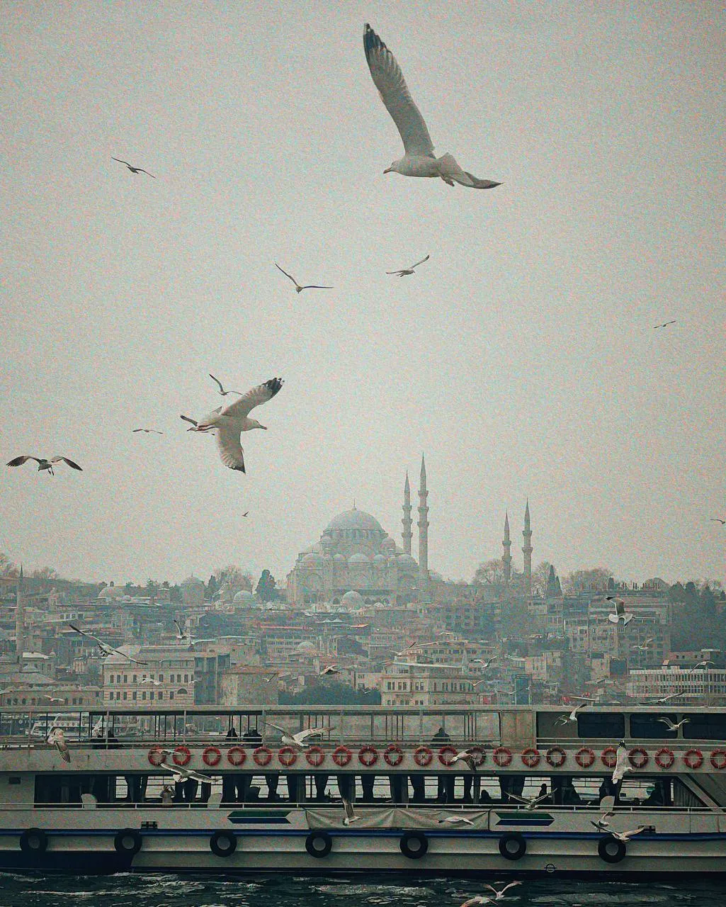 Чайки над Босфором