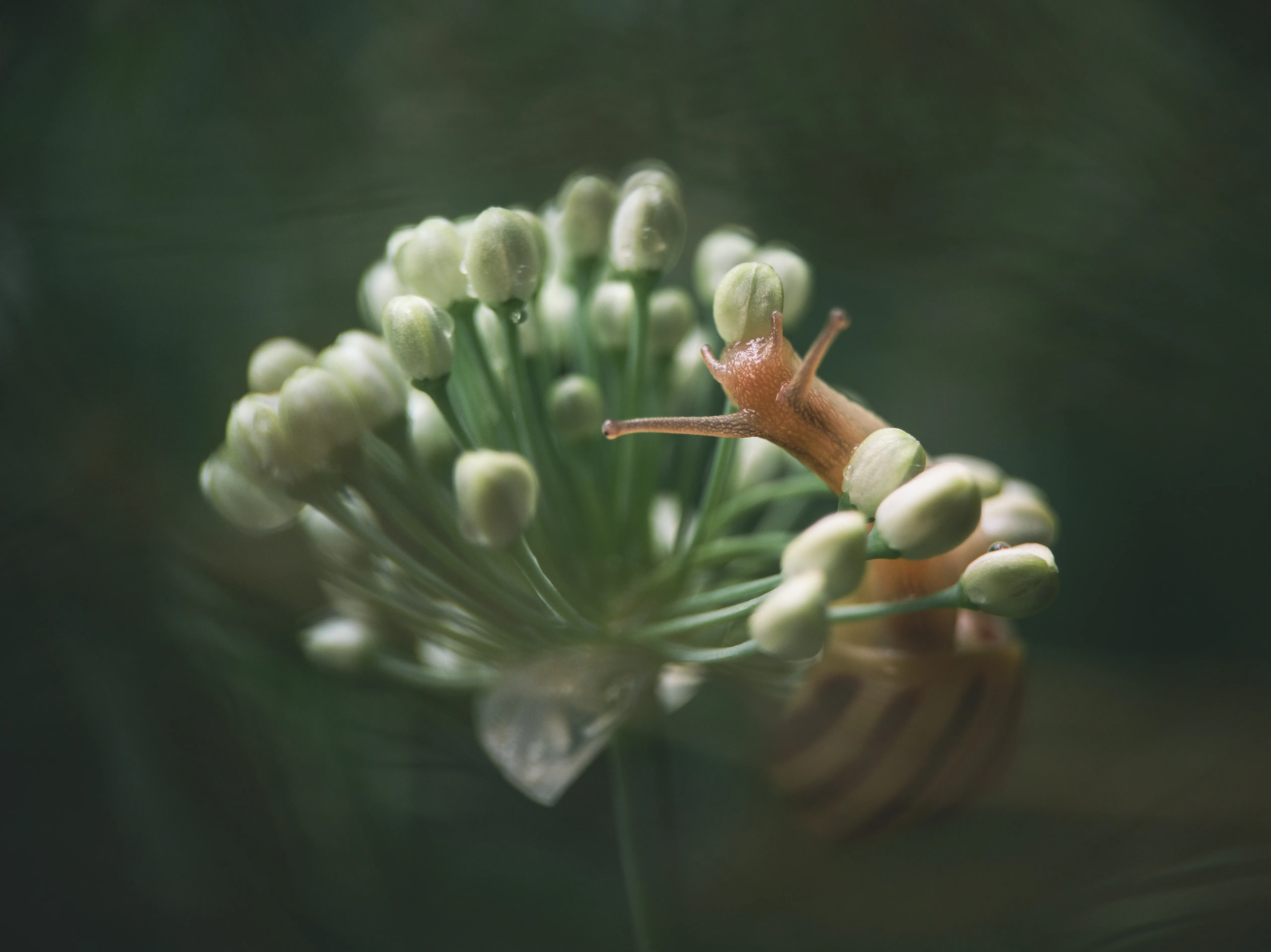 Букет для улитки