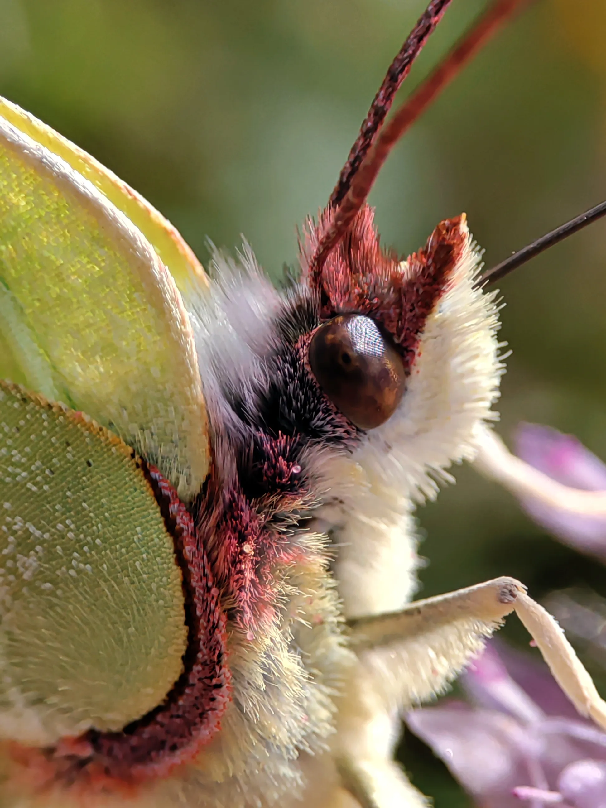 Взгляд бабочки