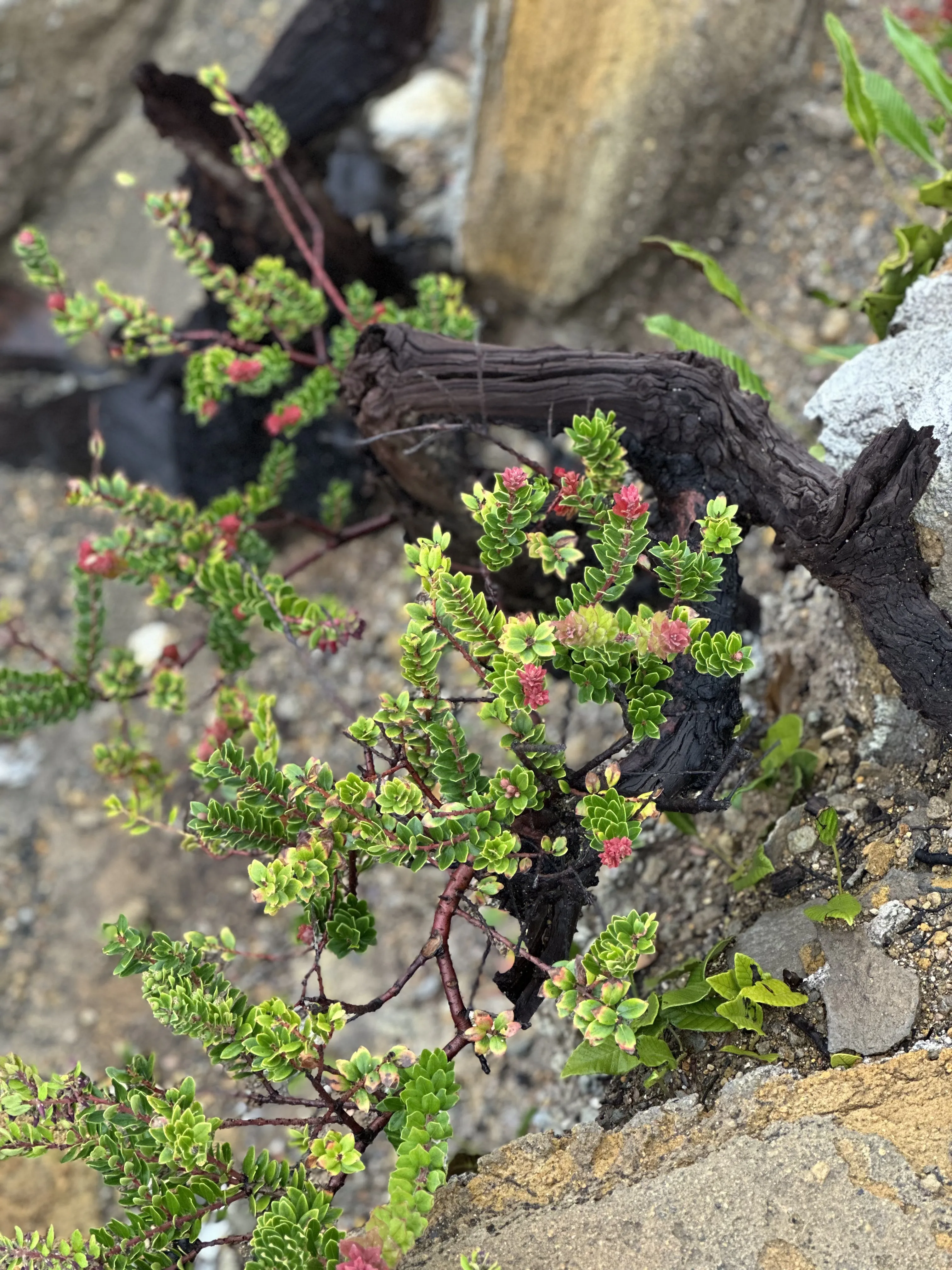 Возрождение