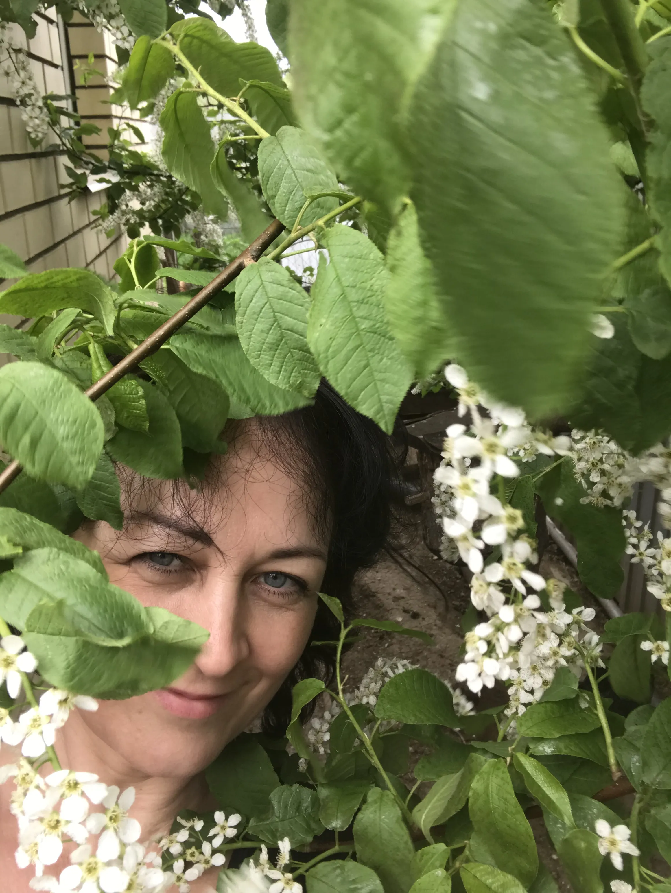 Белый цвет черемухи душистой