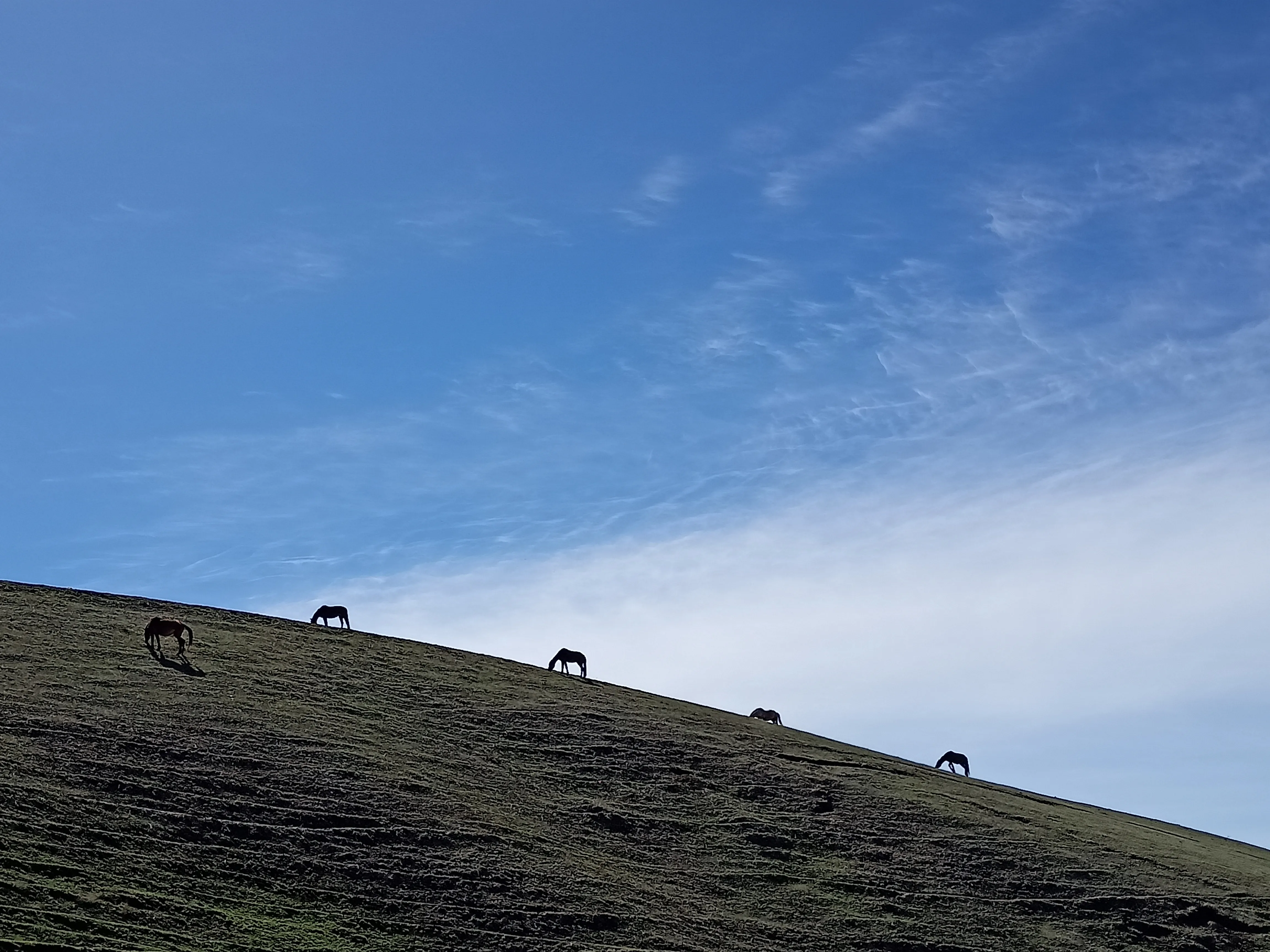 Вольные всадники долин