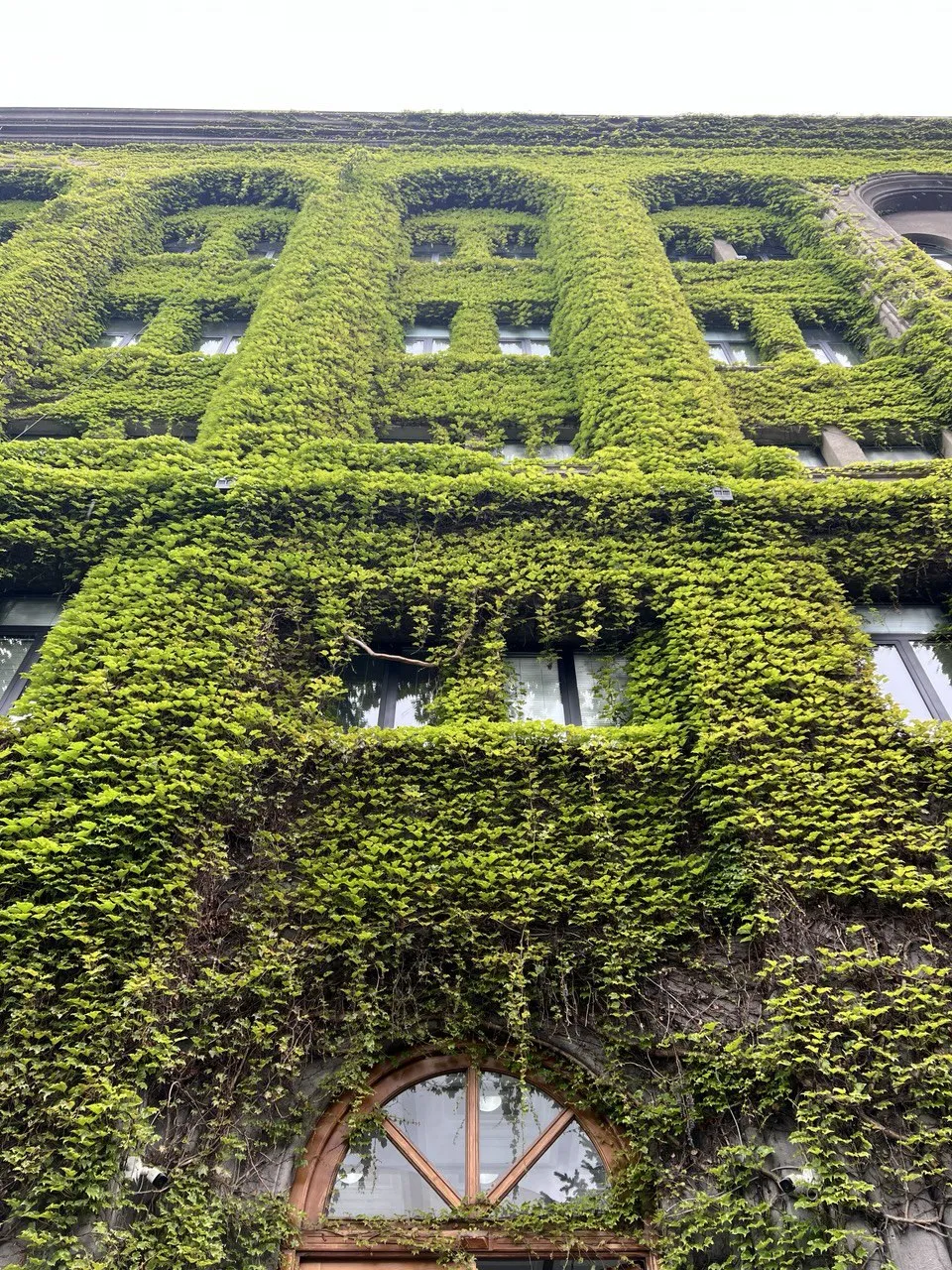 «Объятия плюща»