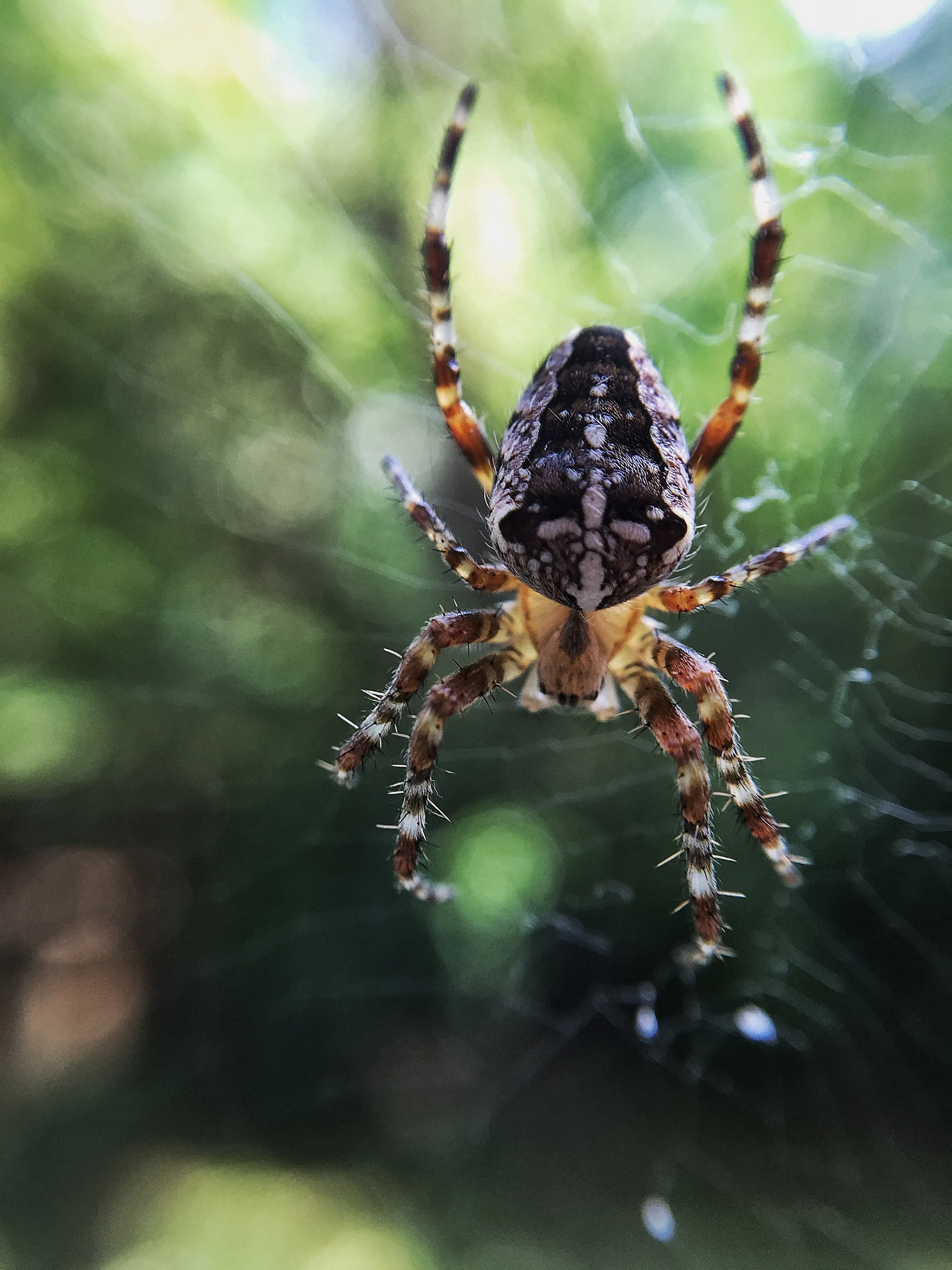 Паук-крестовик