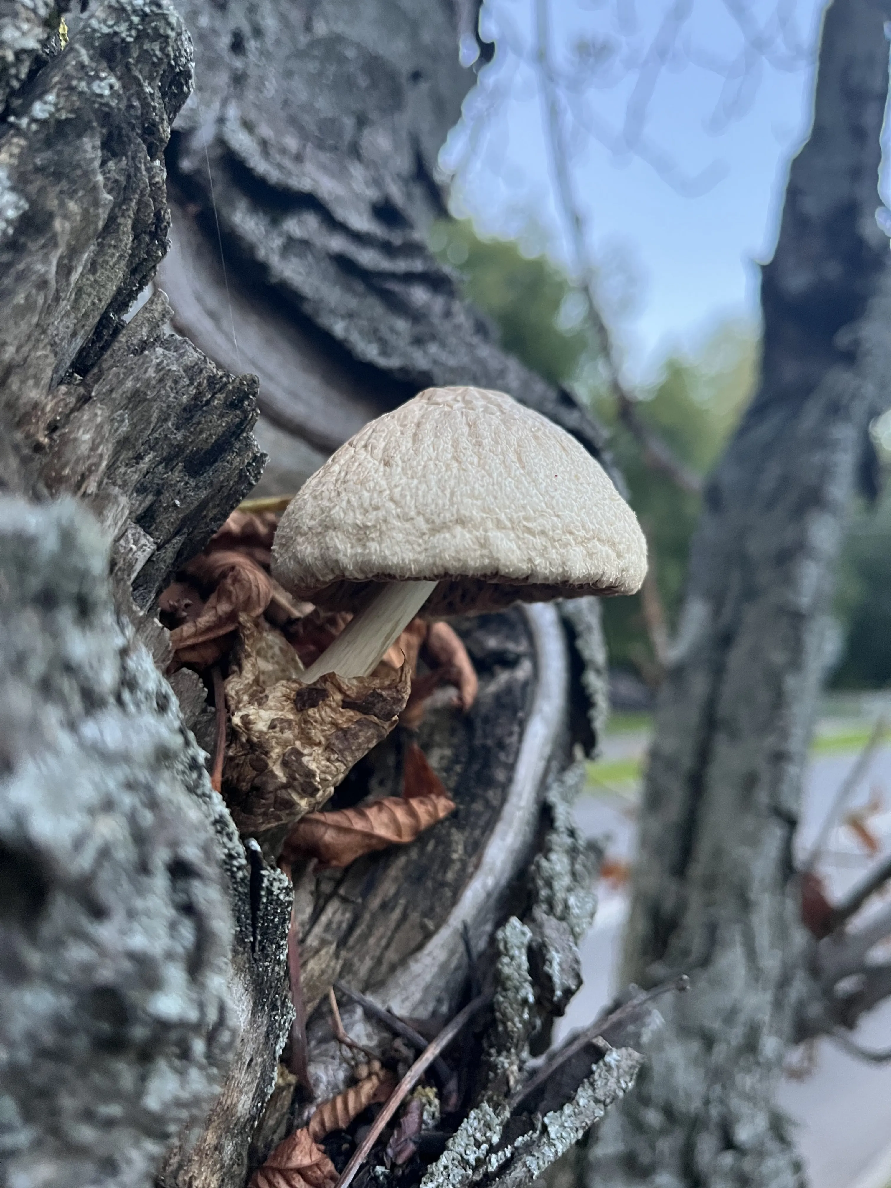 Жизнь повсюду