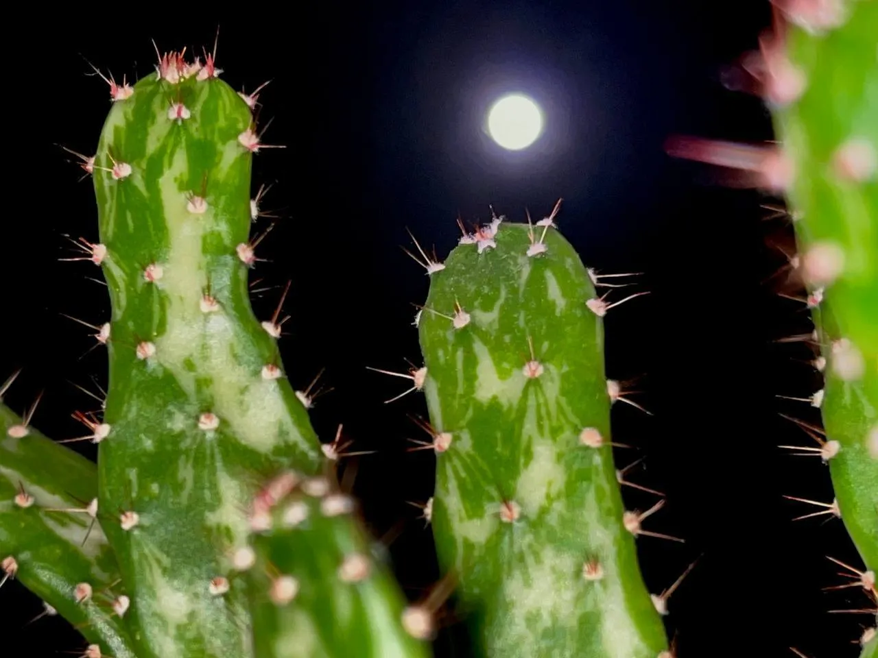 Маленькая пустыня