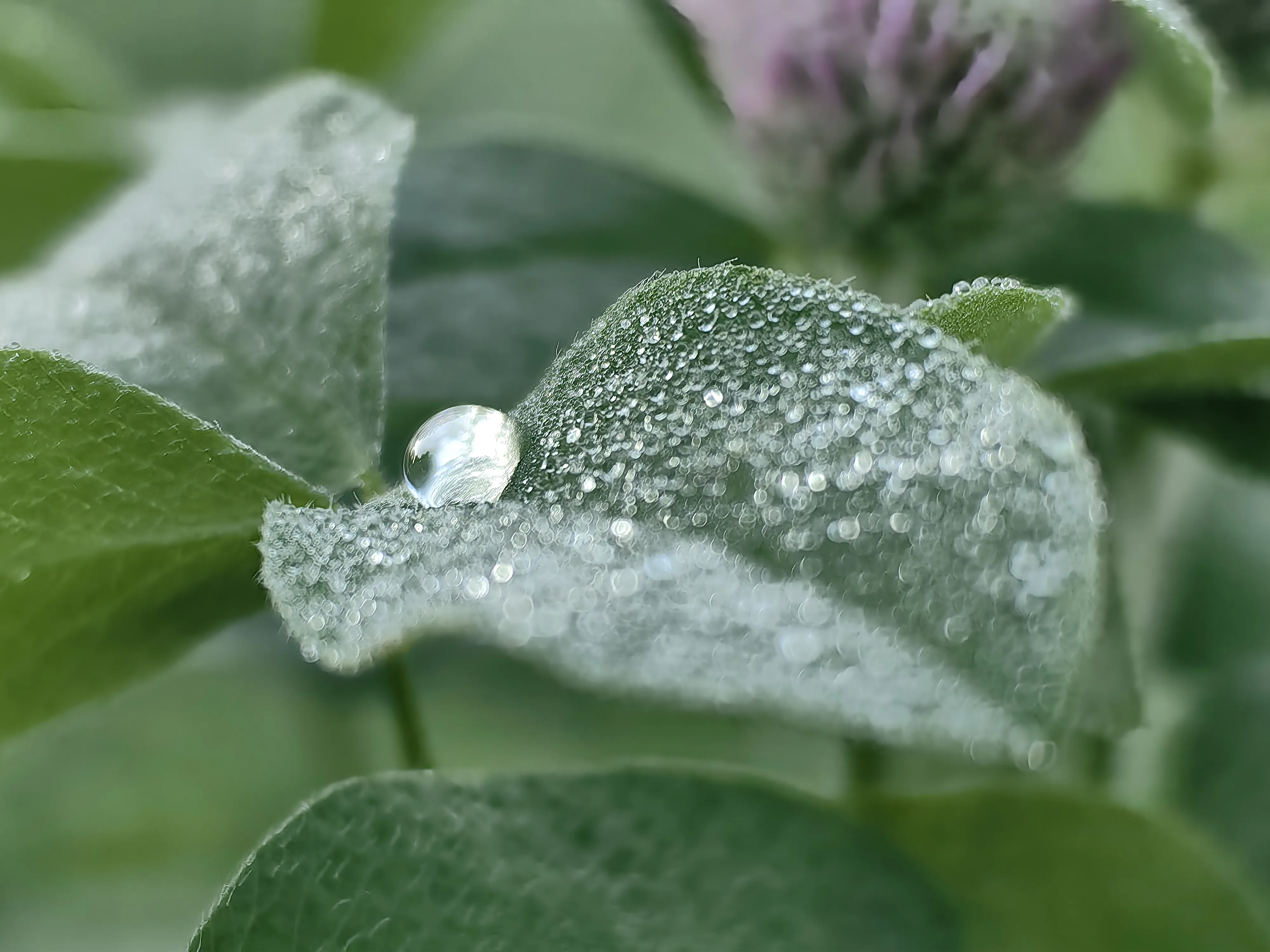 Природная жемчужина