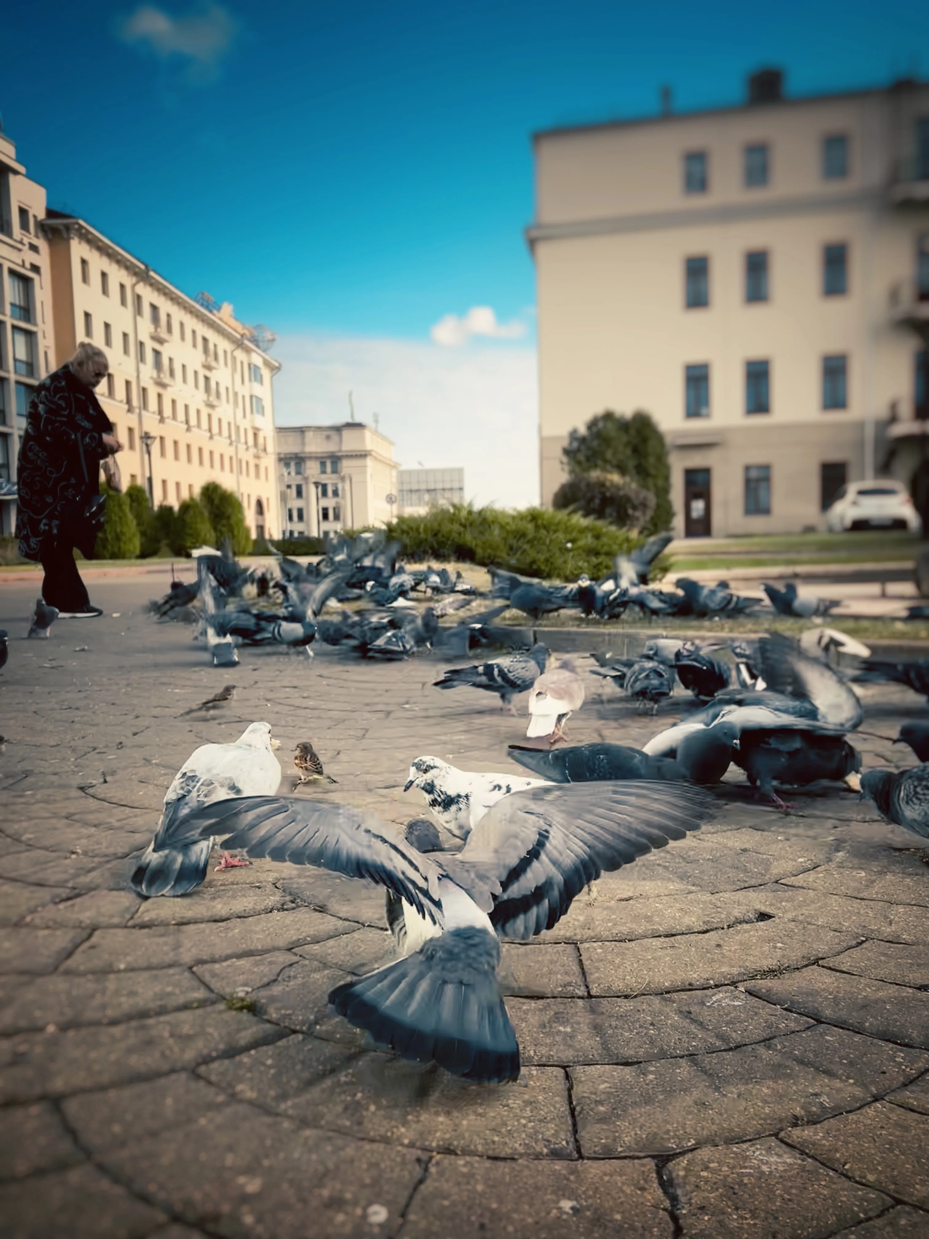 Любовь и голуби