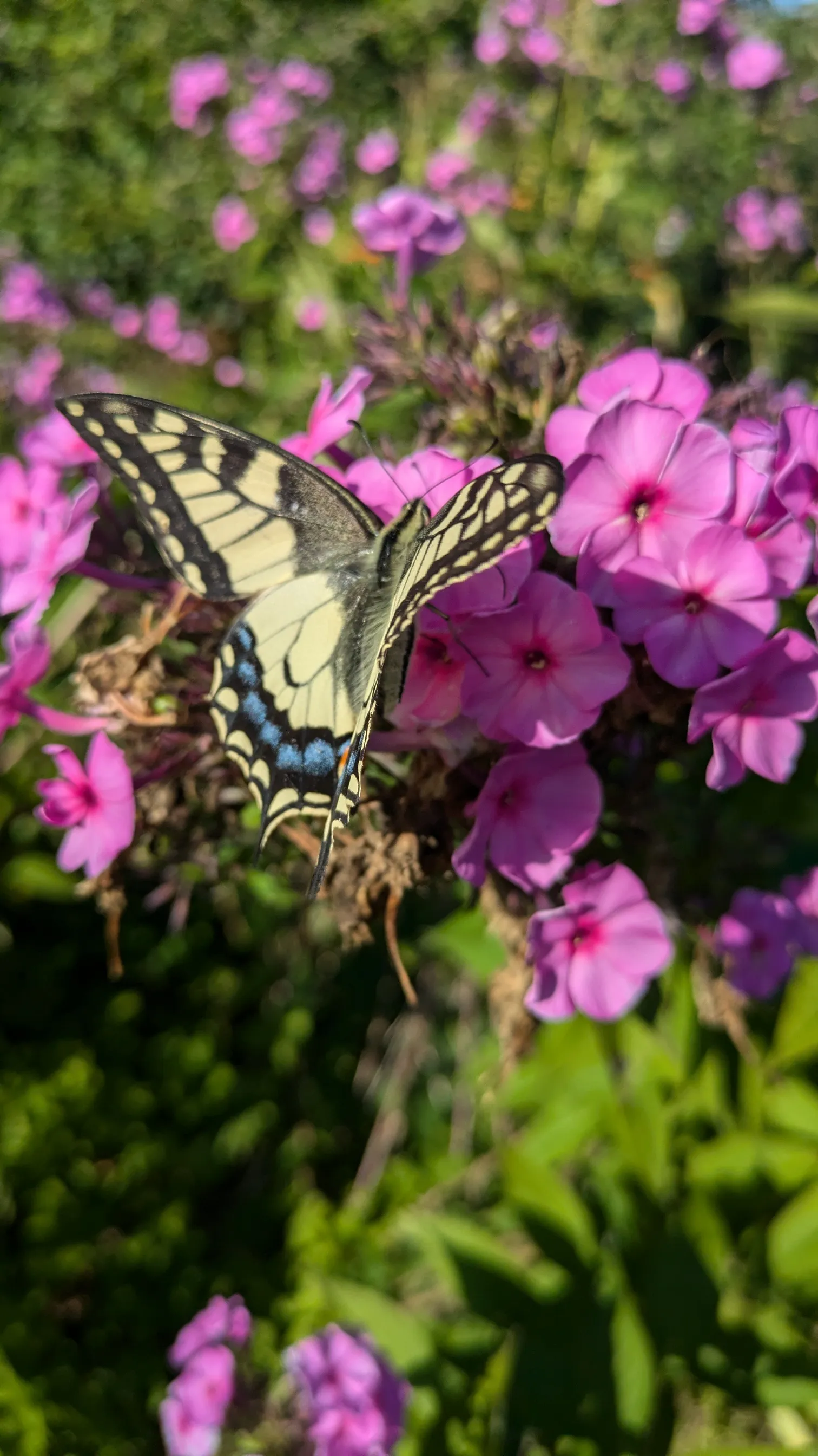 Миг красоты