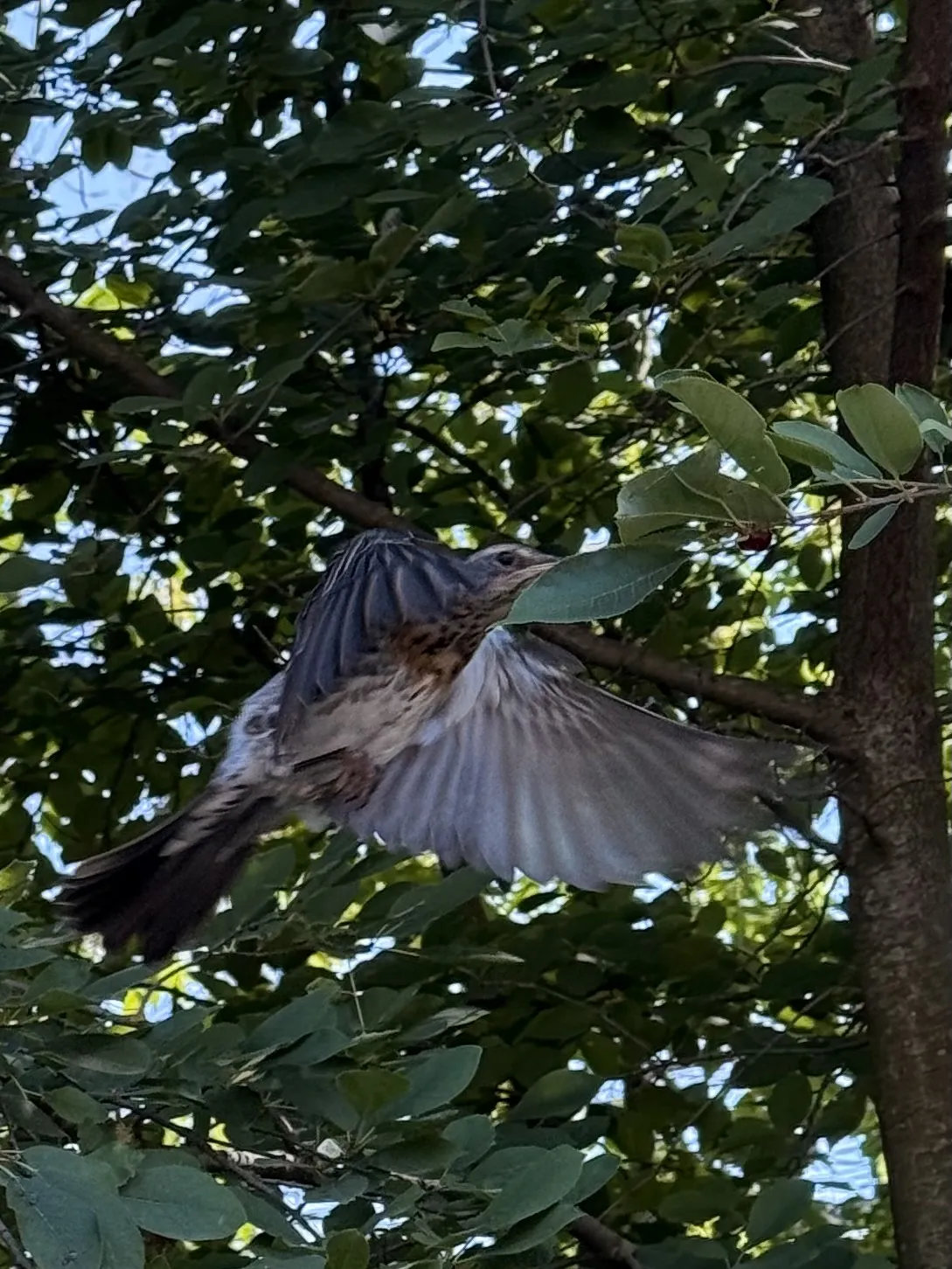 Птица счастья