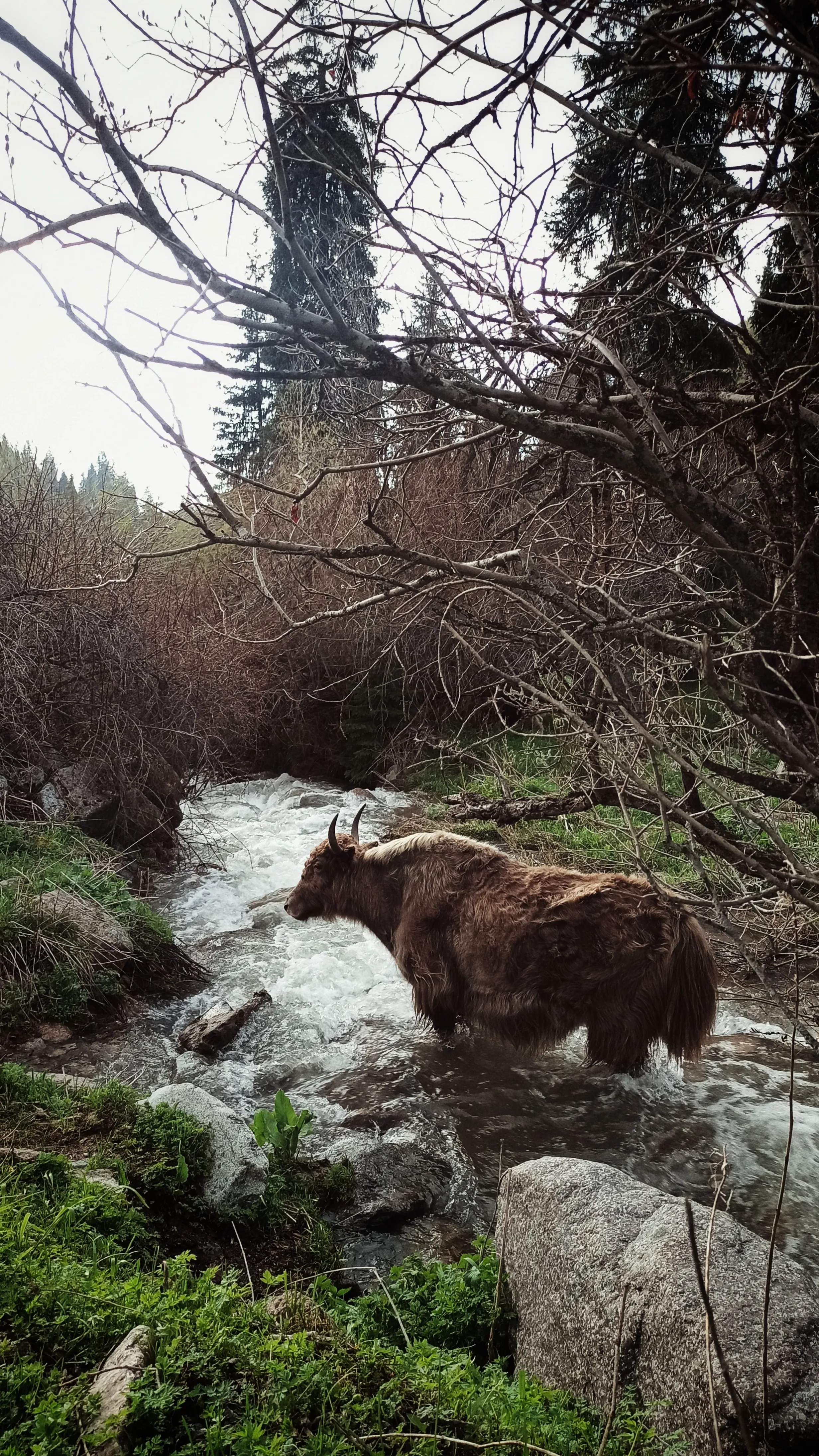 Встреча с яком