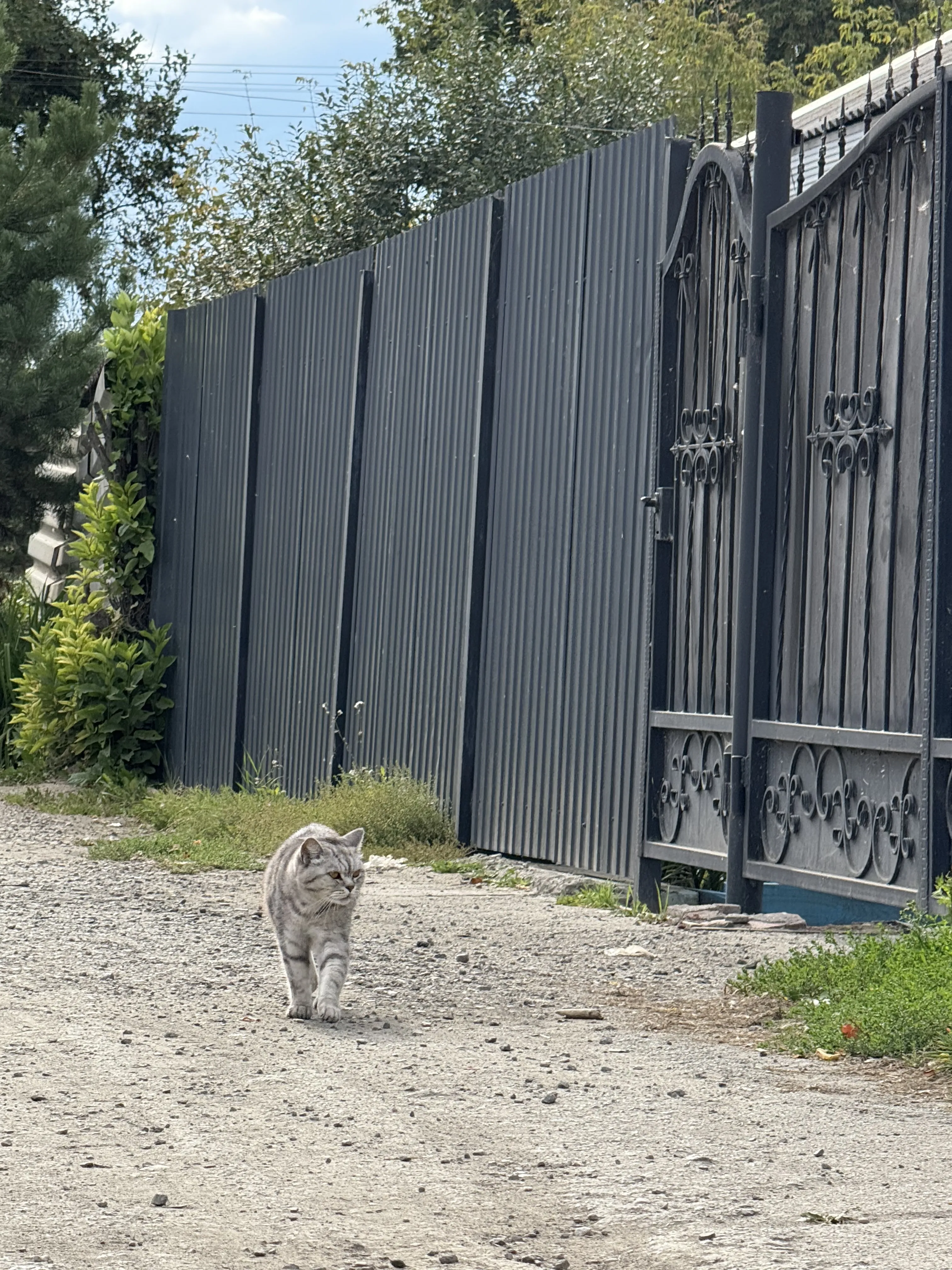Кот, который гуляет сам по себе