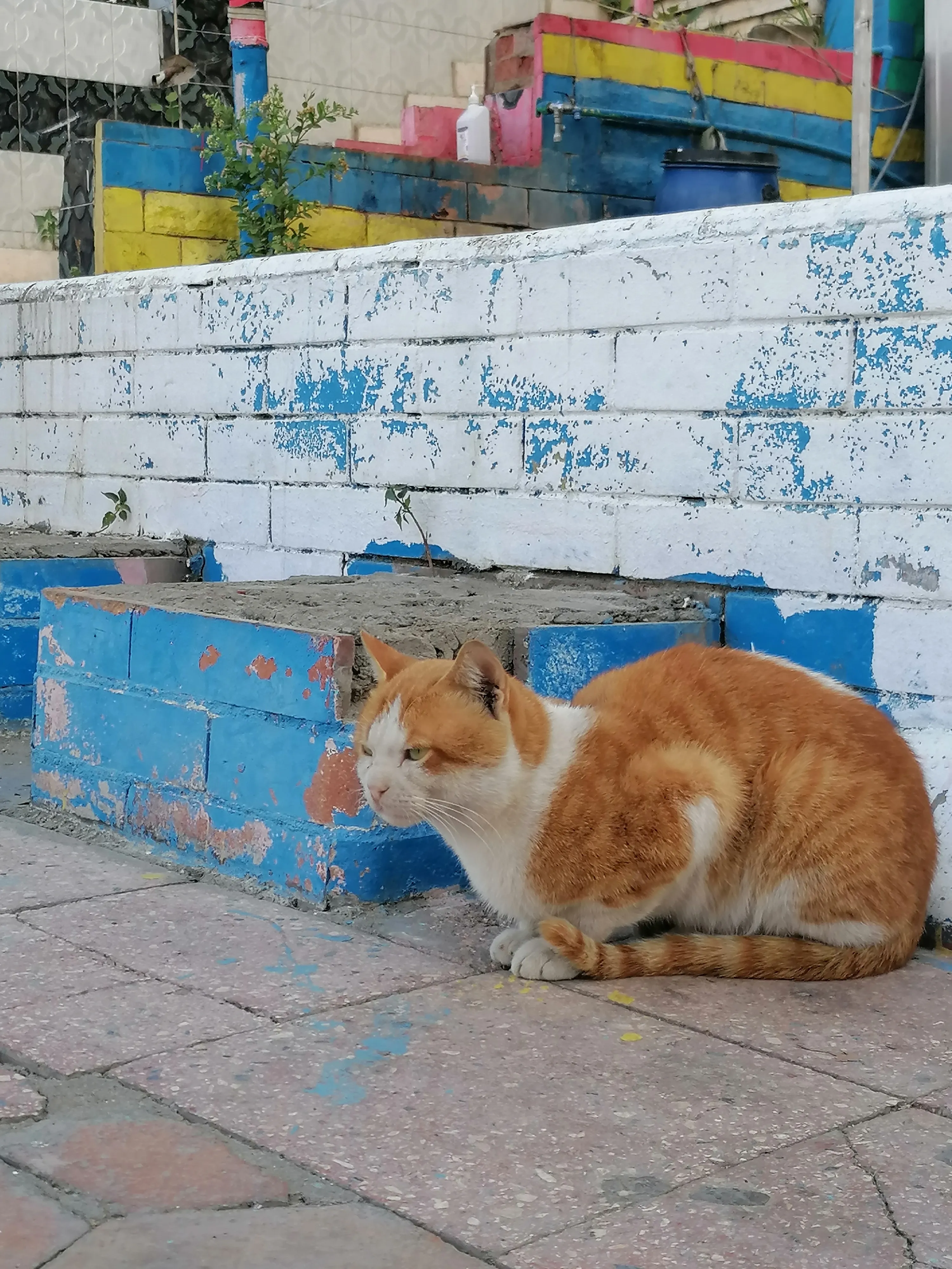 Уличный кот