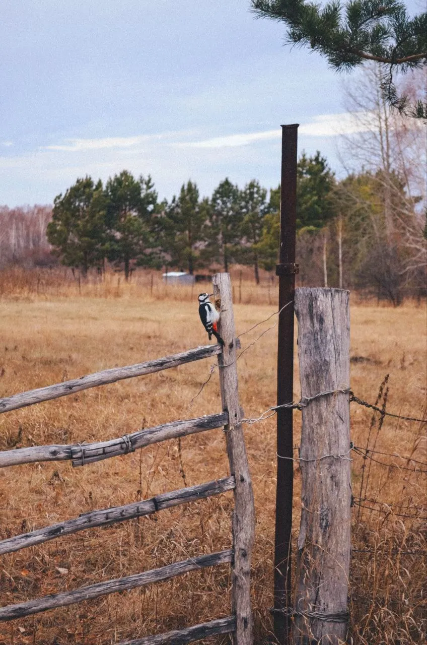 Неожиданная встреча