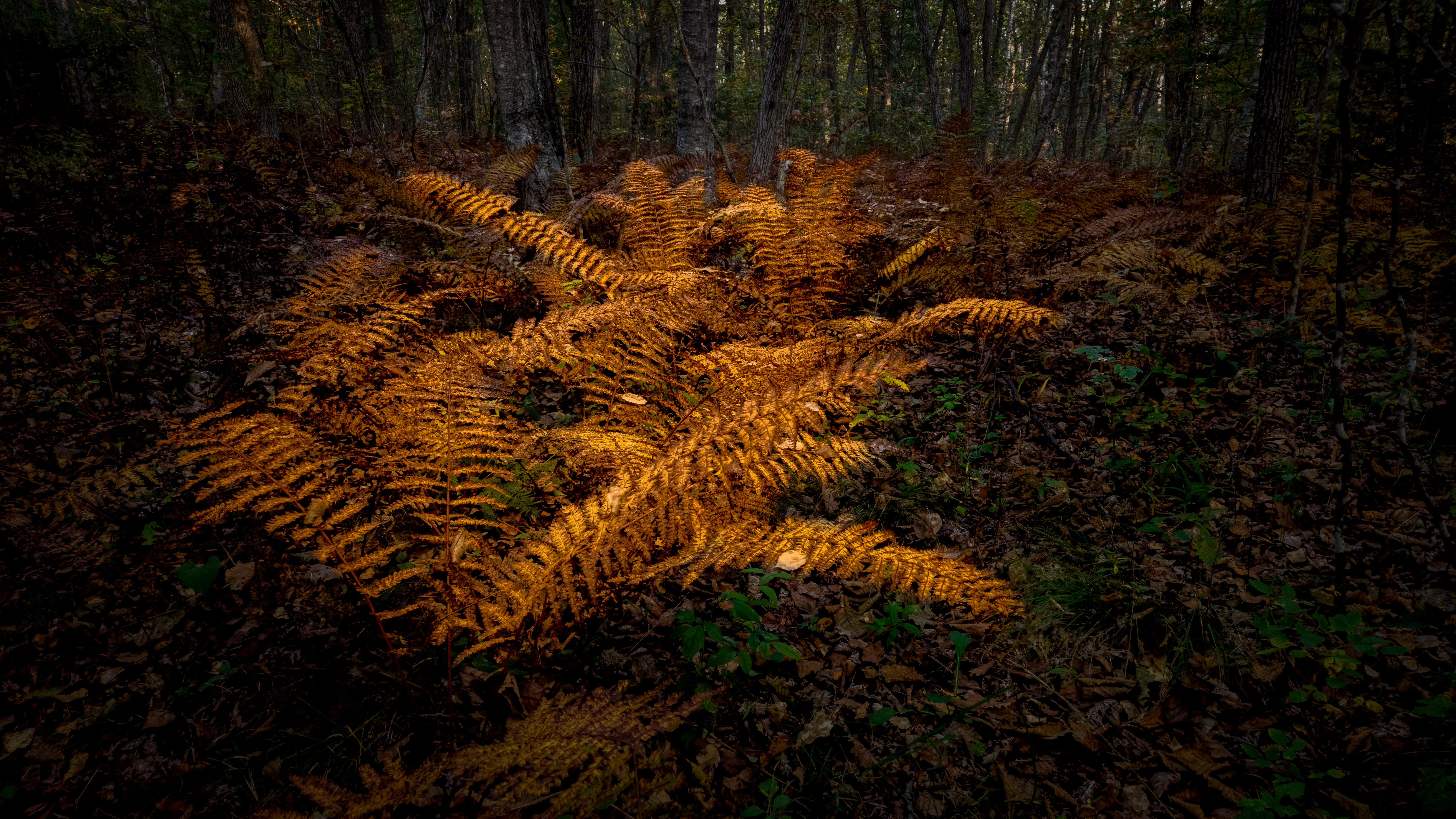 Золотой папоротник