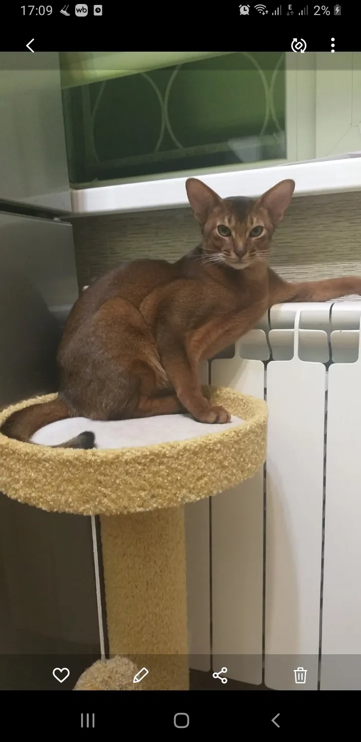 Хозяину холодно.