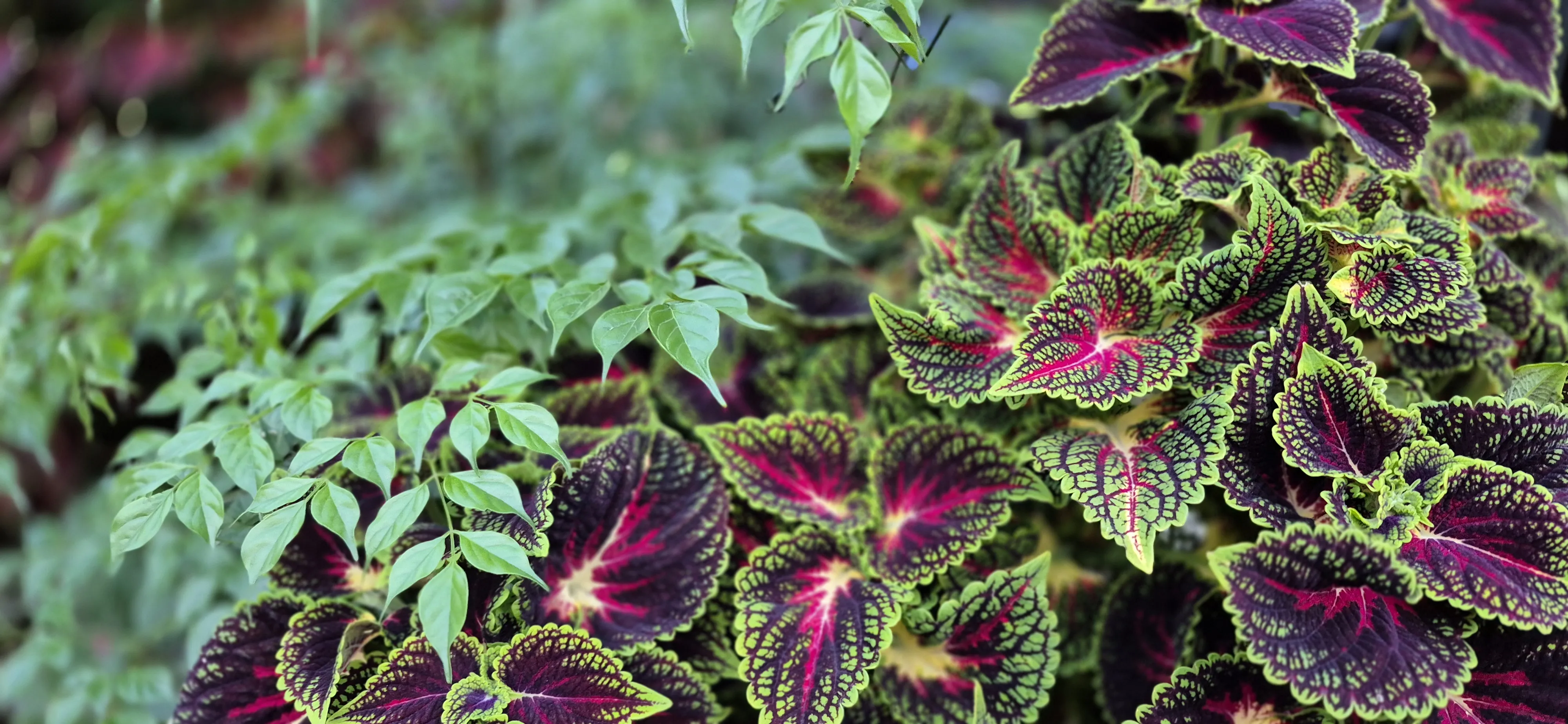 Флора арбата