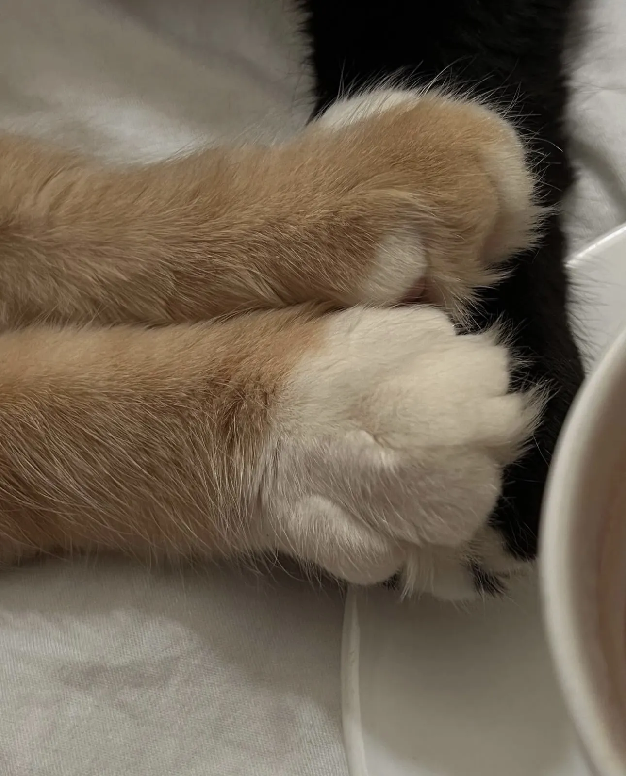 Три лапки ❤️