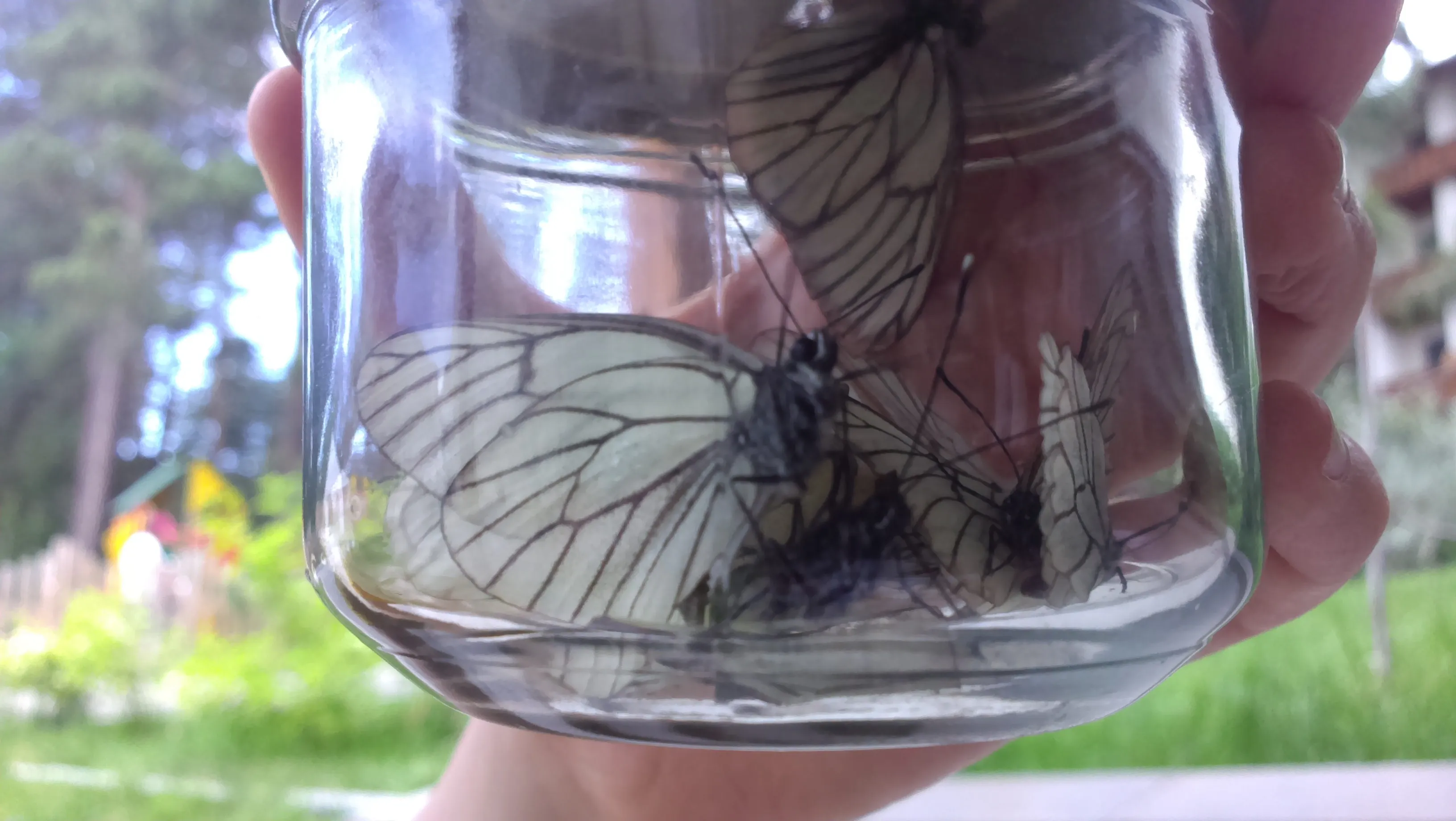 Лето в банке