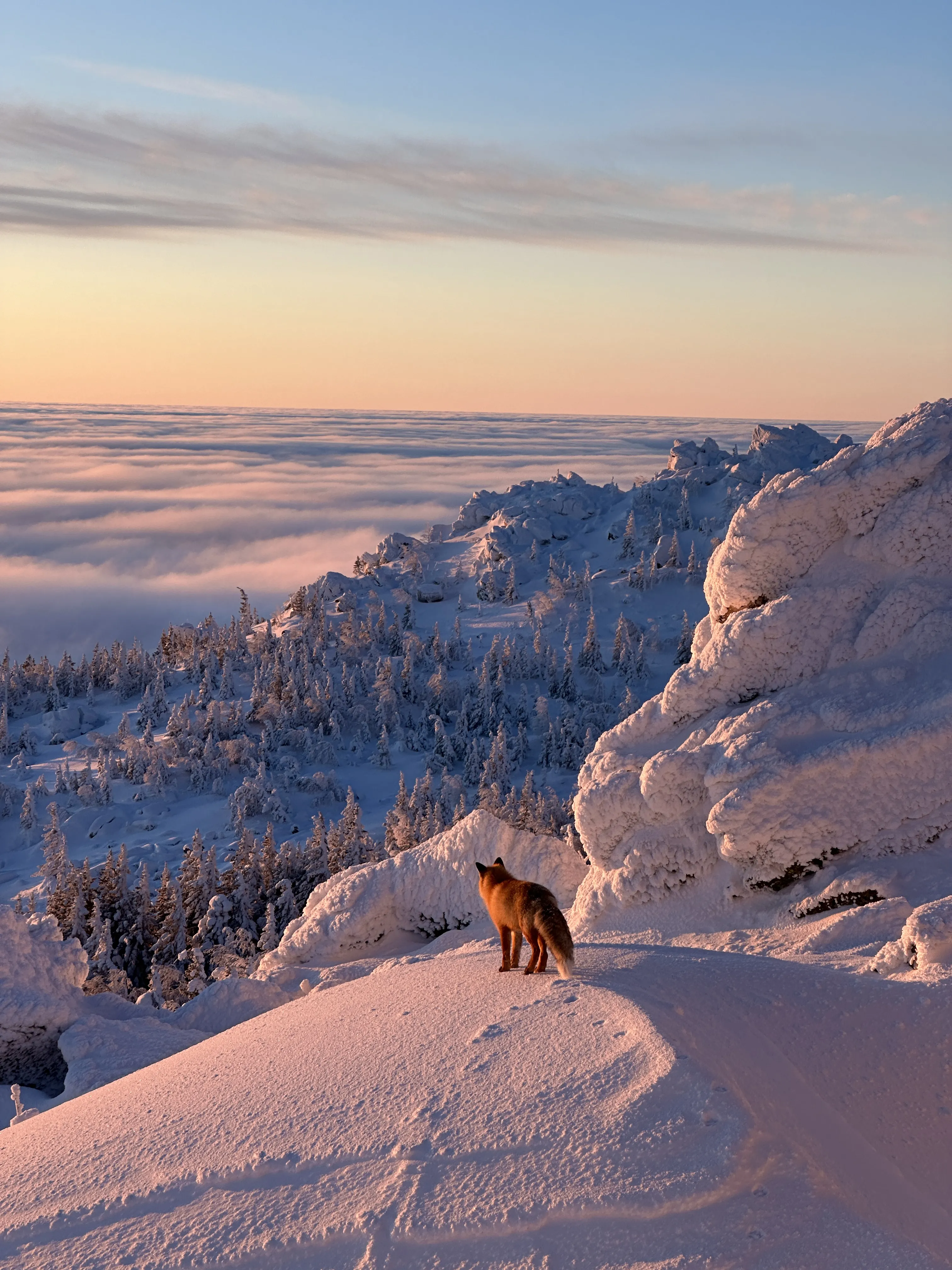 Туманный рассвет