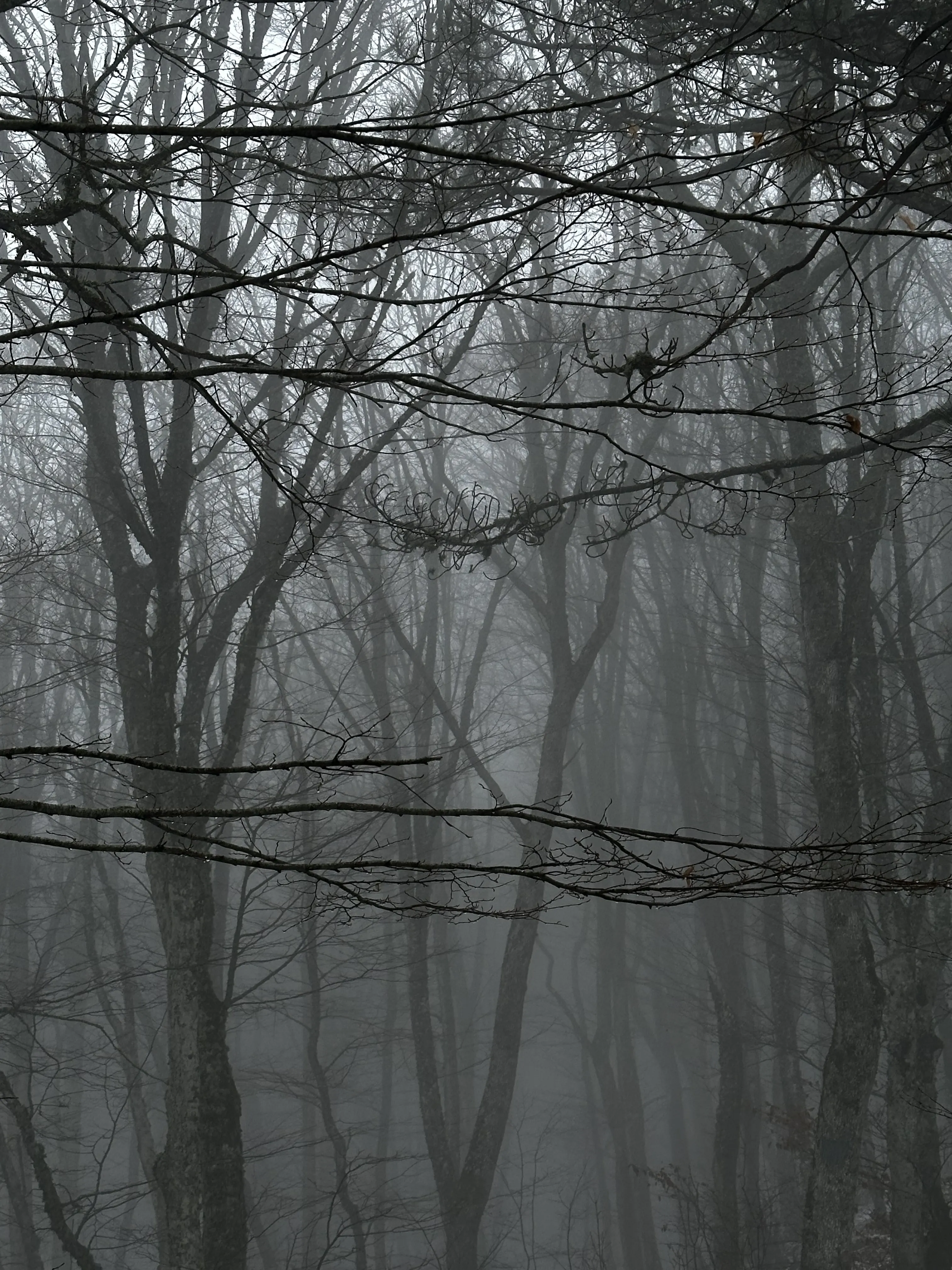 лесное таинство