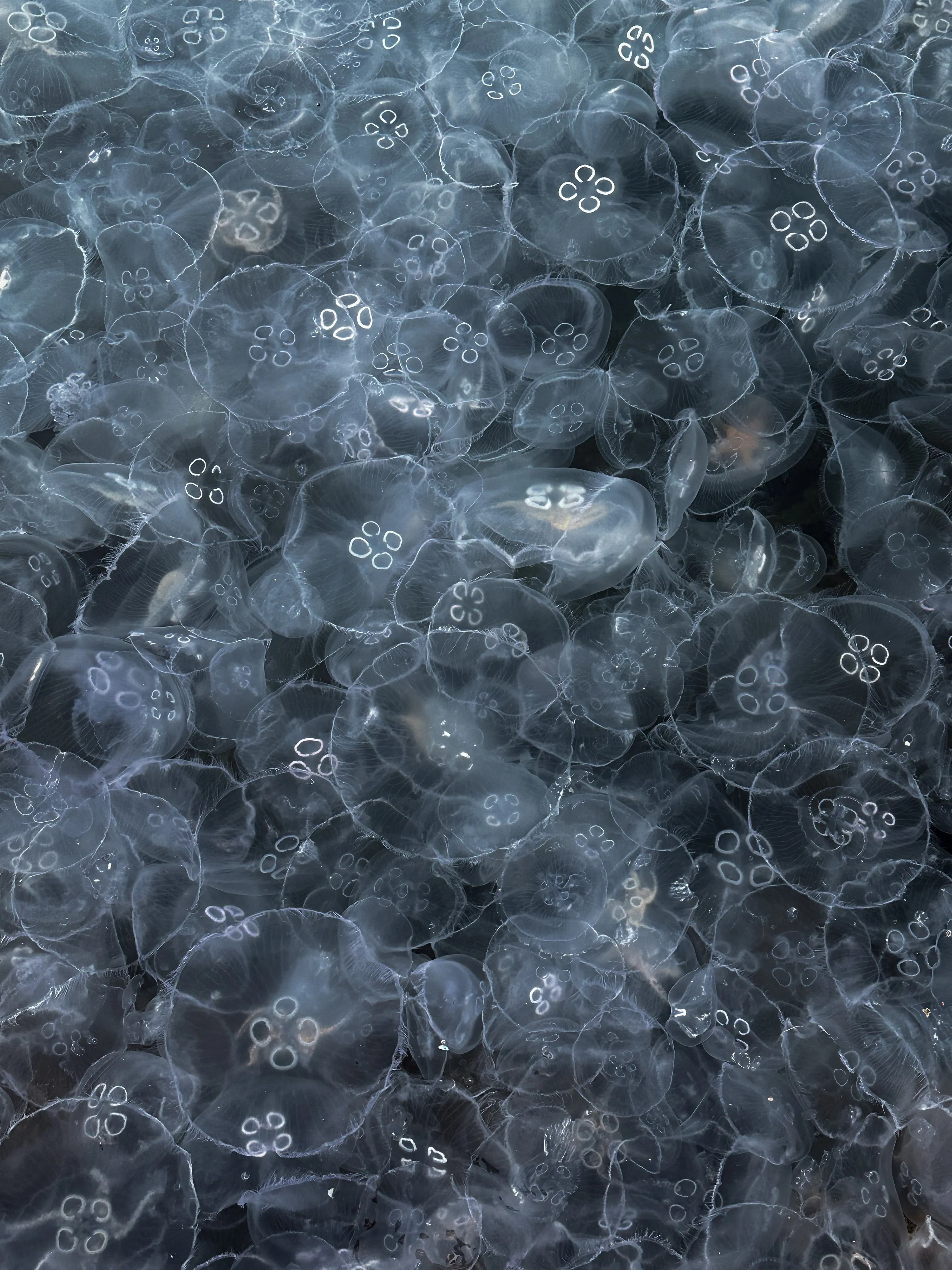 прозрачность