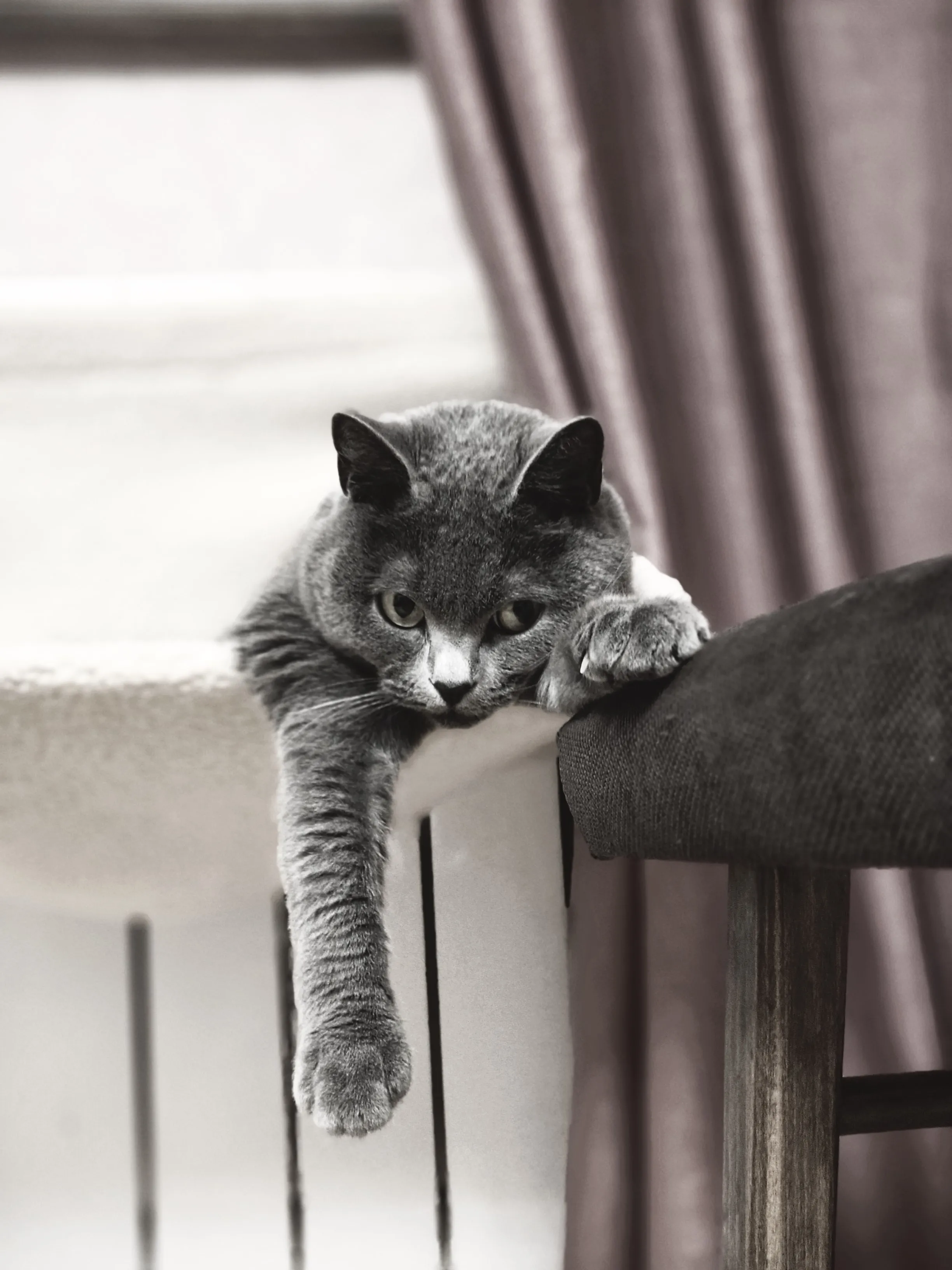 Тайный агент в кошачьем обличье