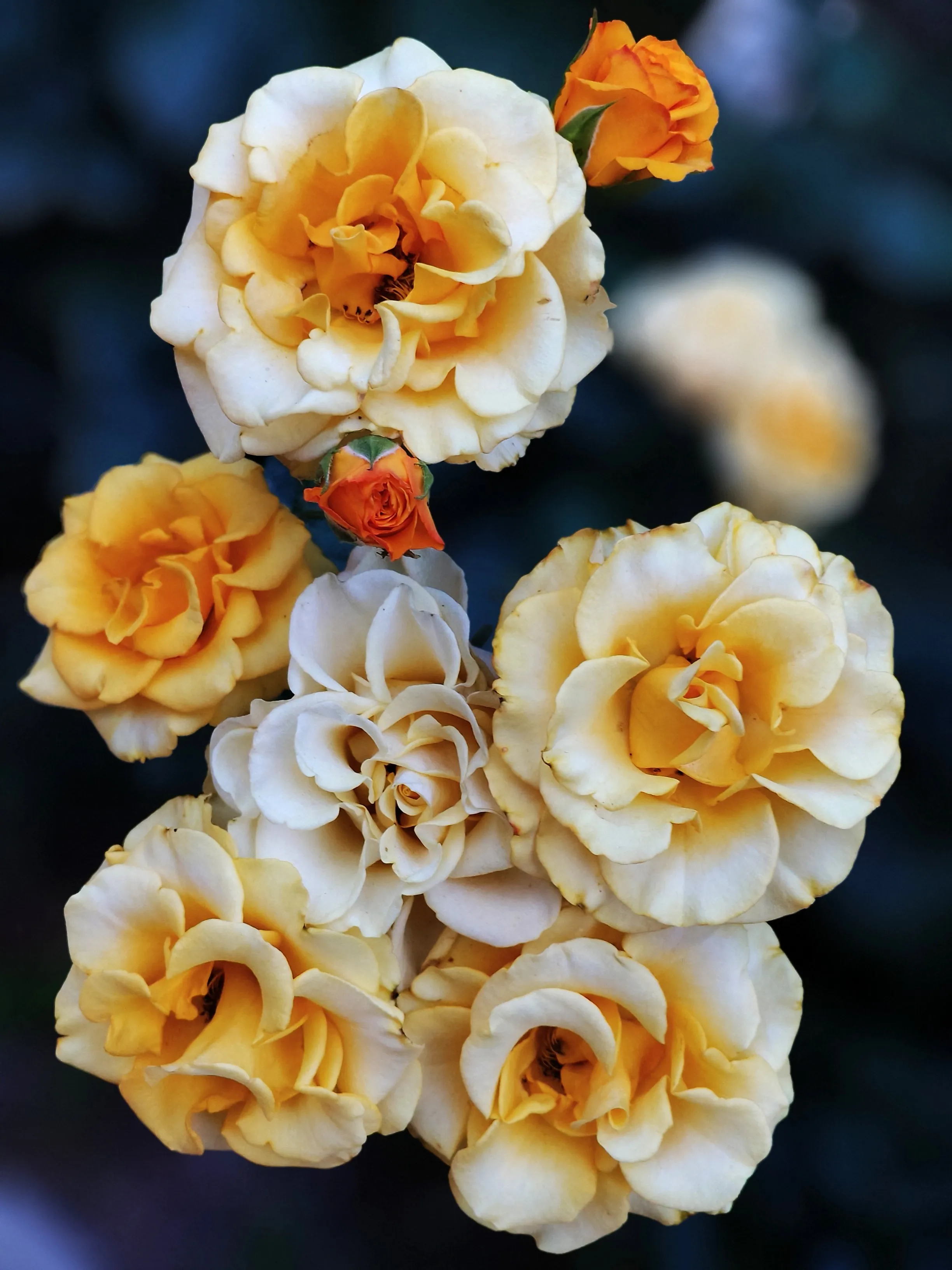 Желтая мелодия