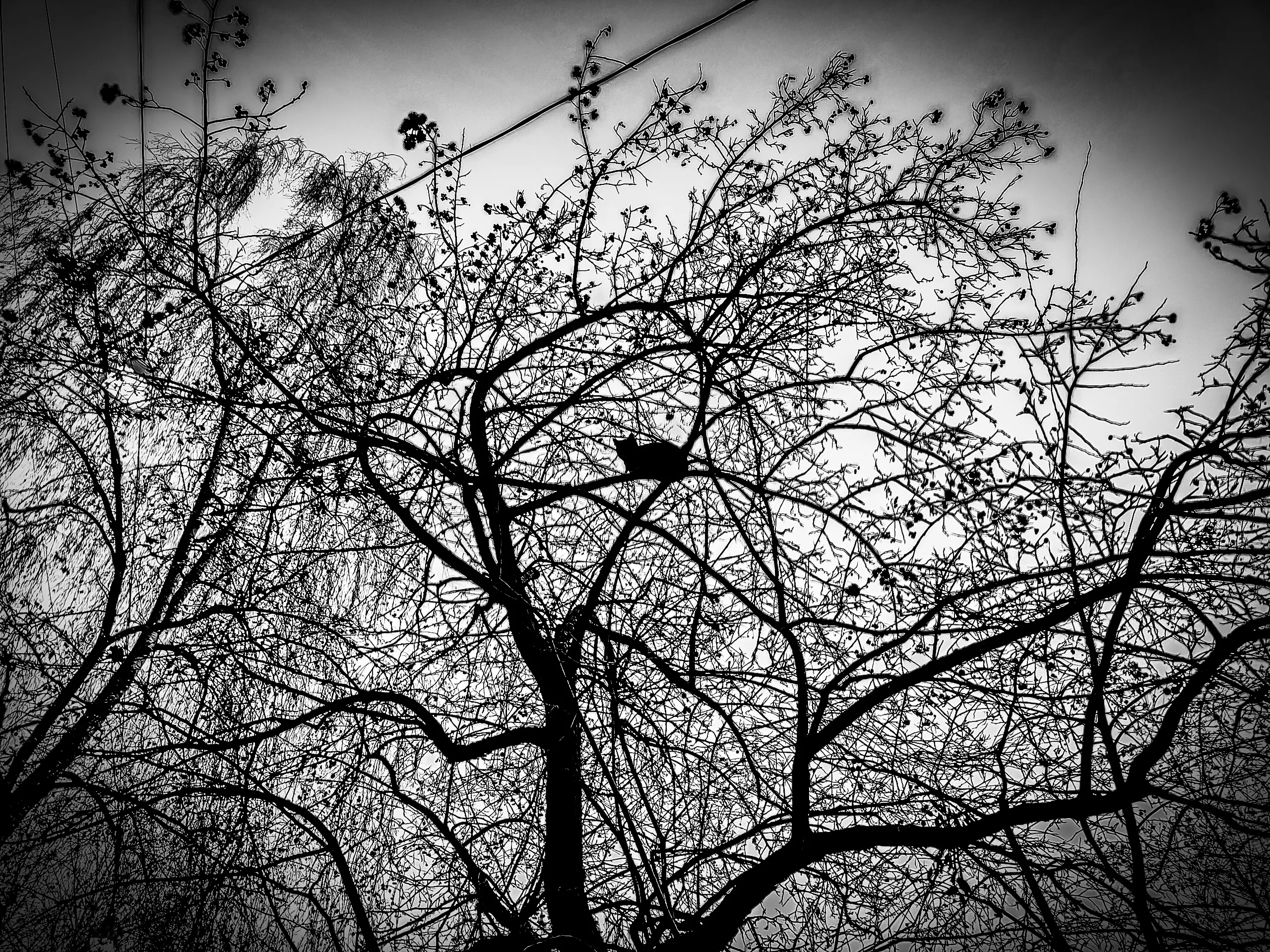 Грачи улетели, я постарался!