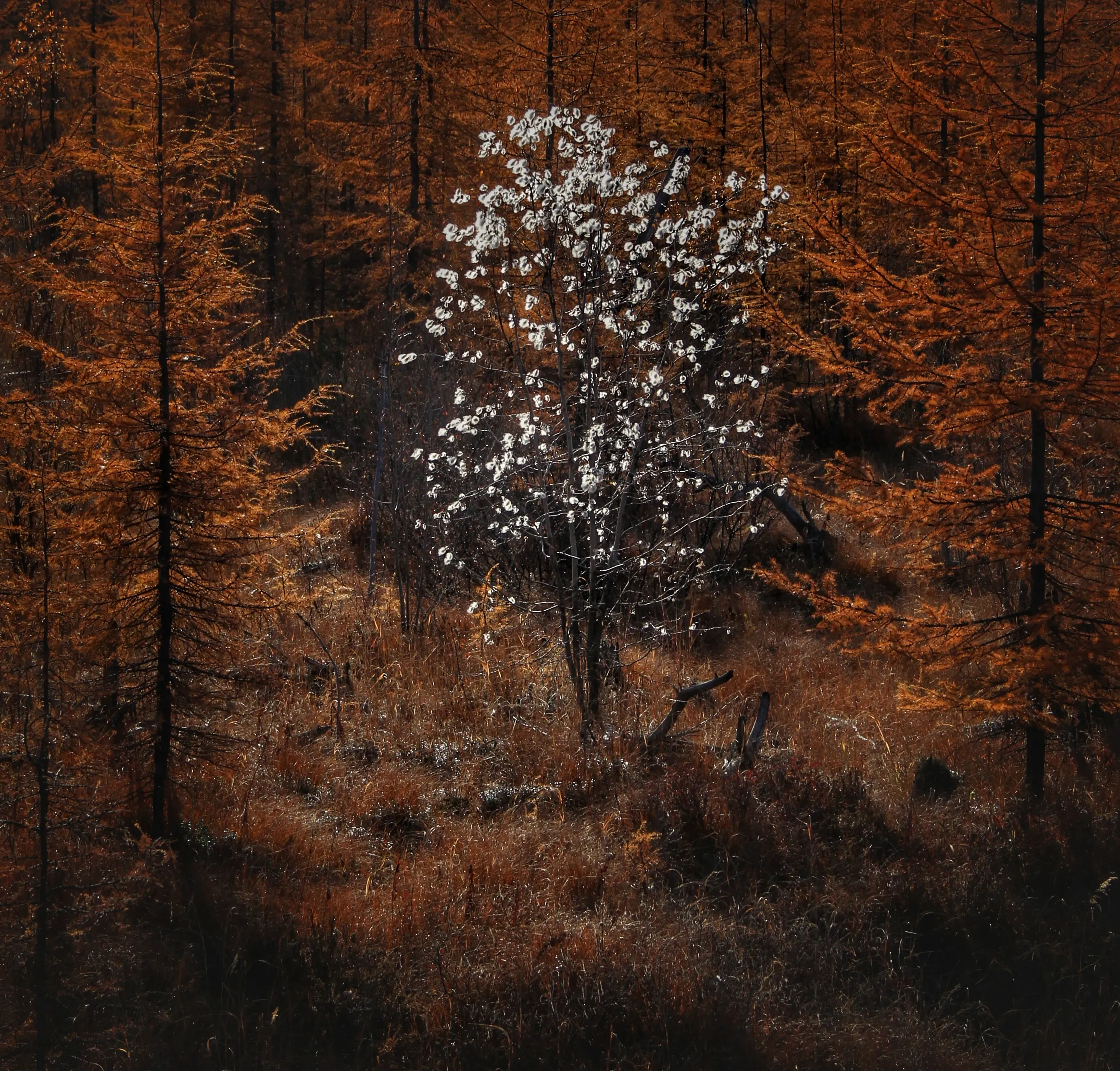 Дерево аватара