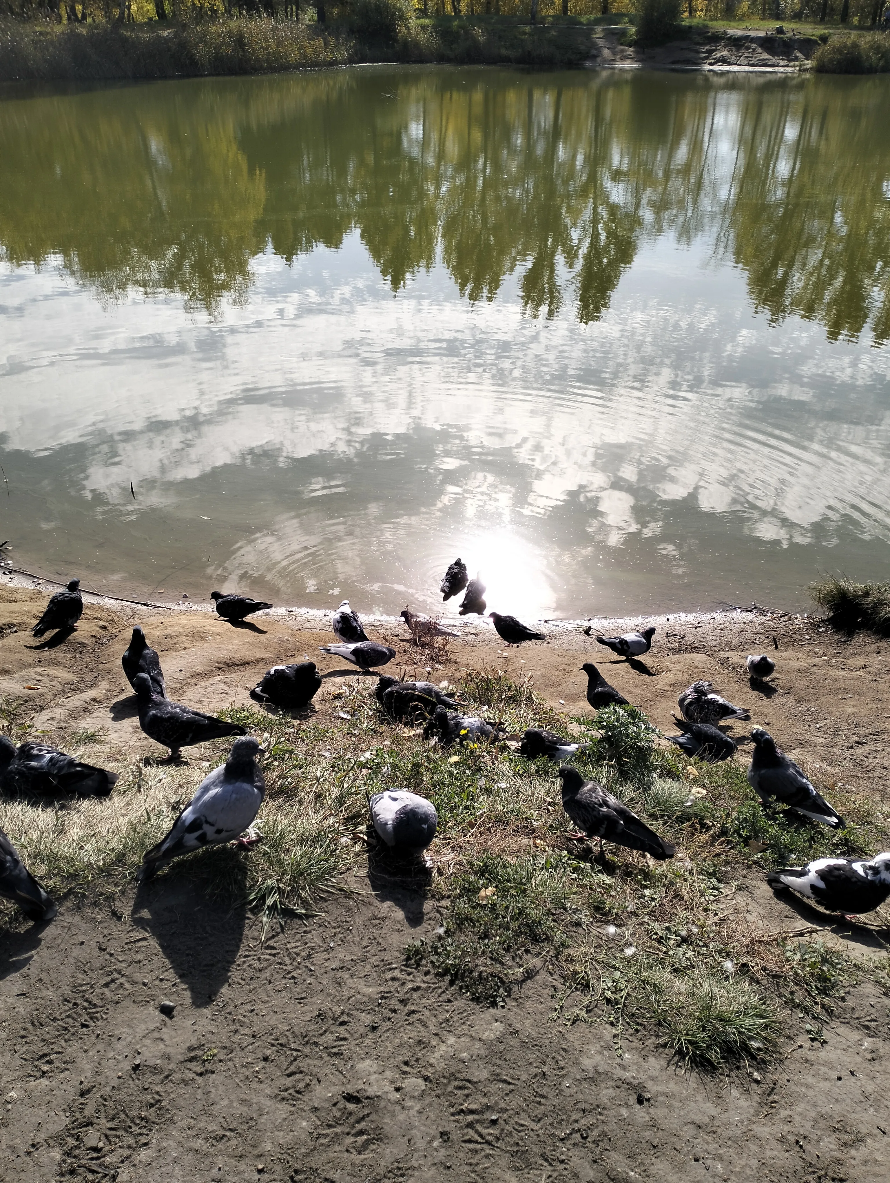 Голуби в парке