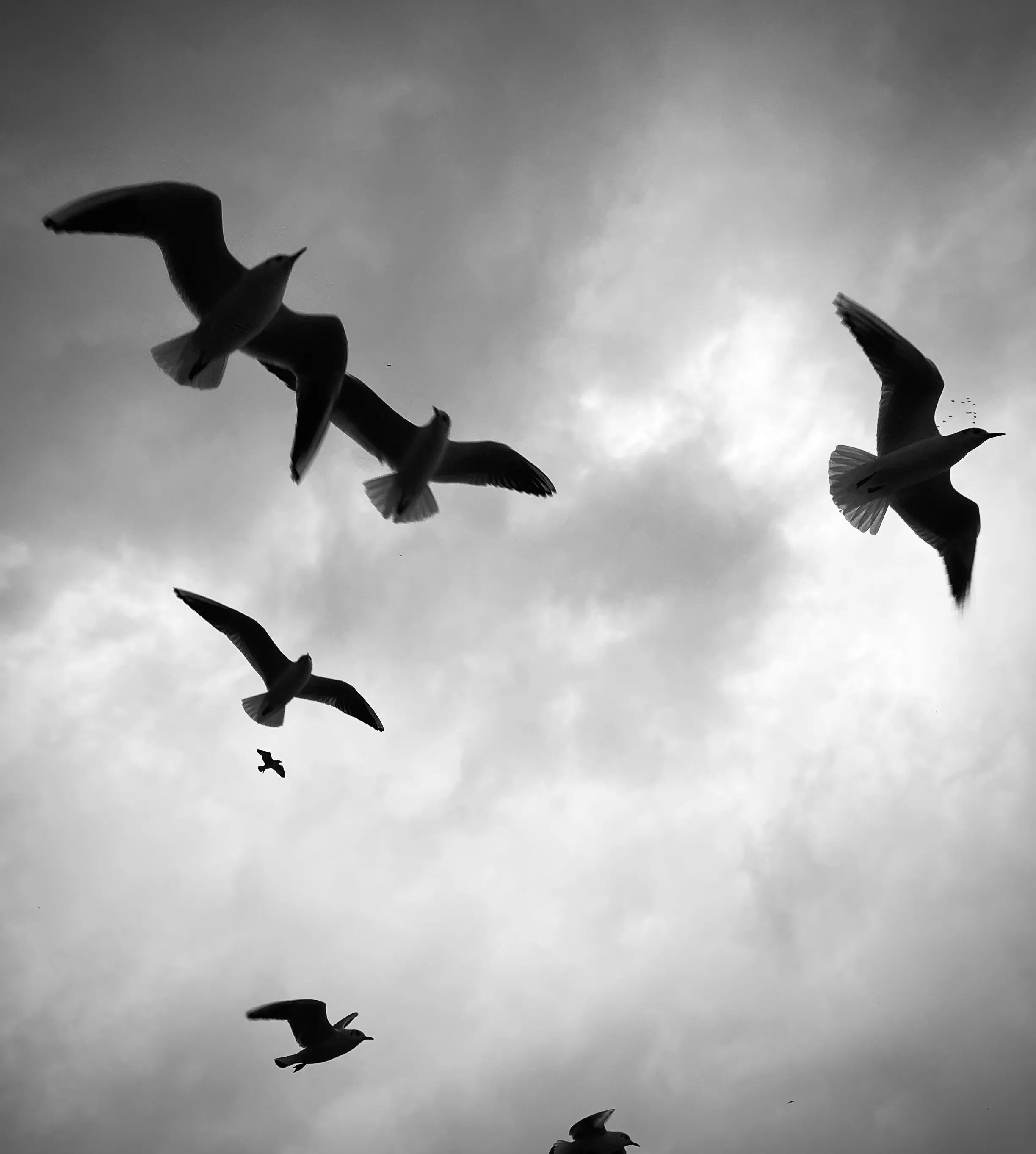 Небо и птицы