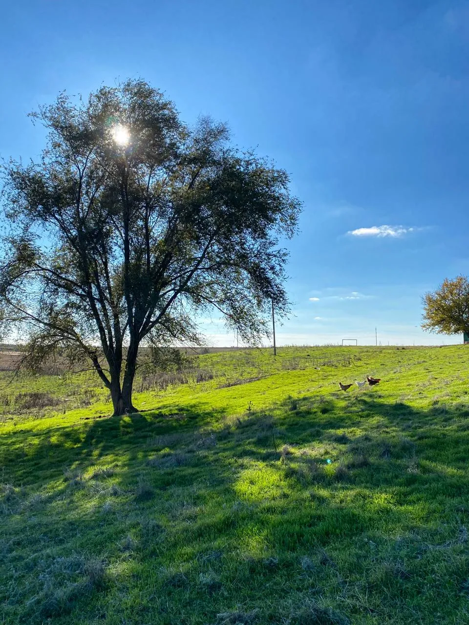 Сельская жизнь