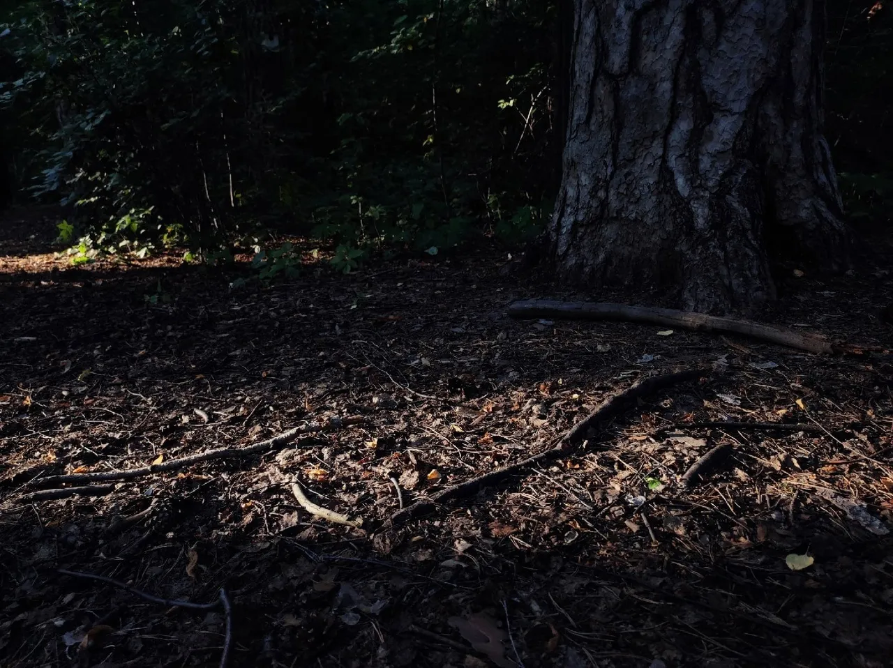 "Лучистый лес"