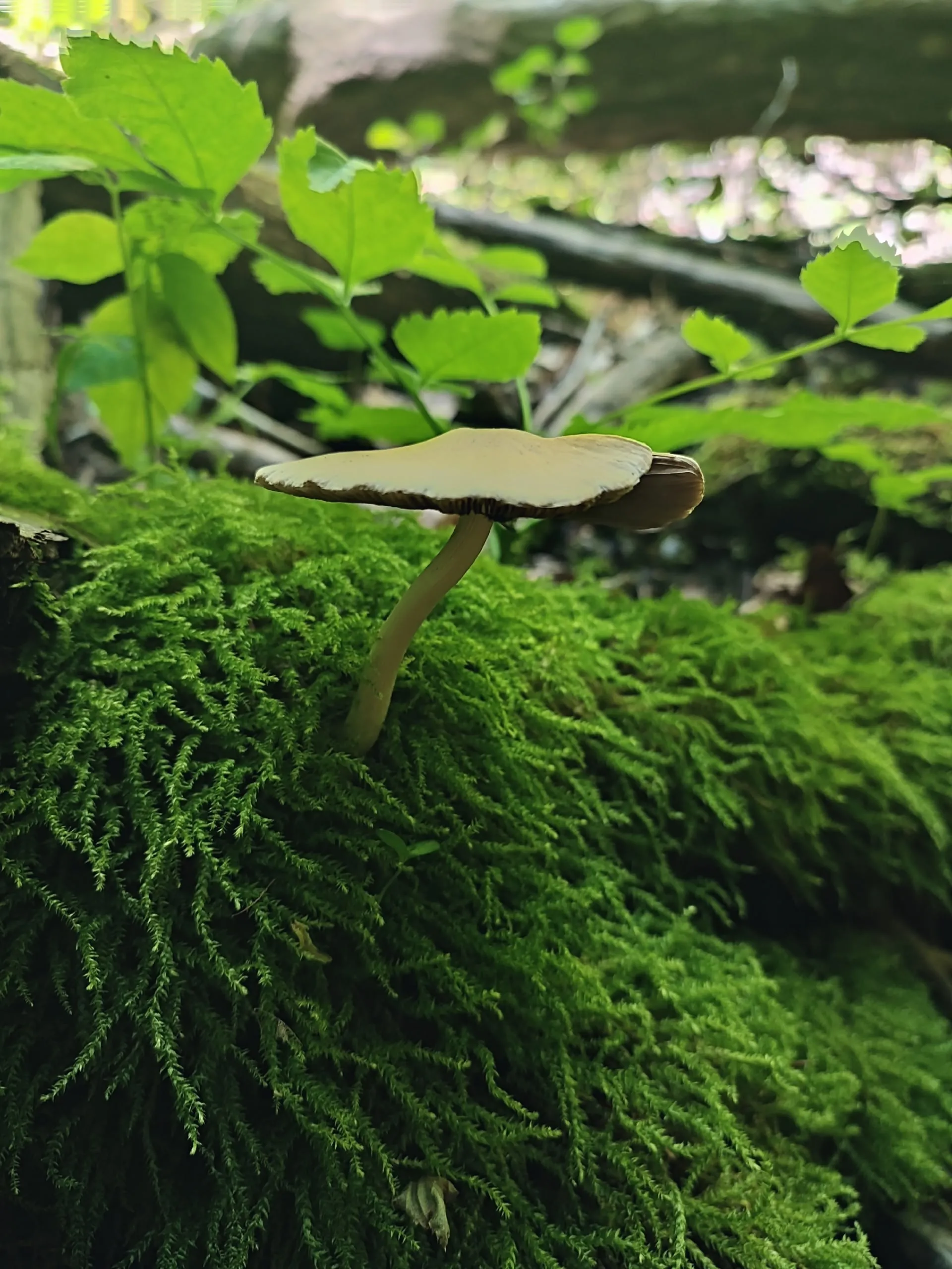 Лесной житель