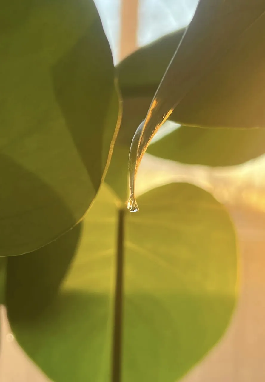 Нагретая лучами солнца капля