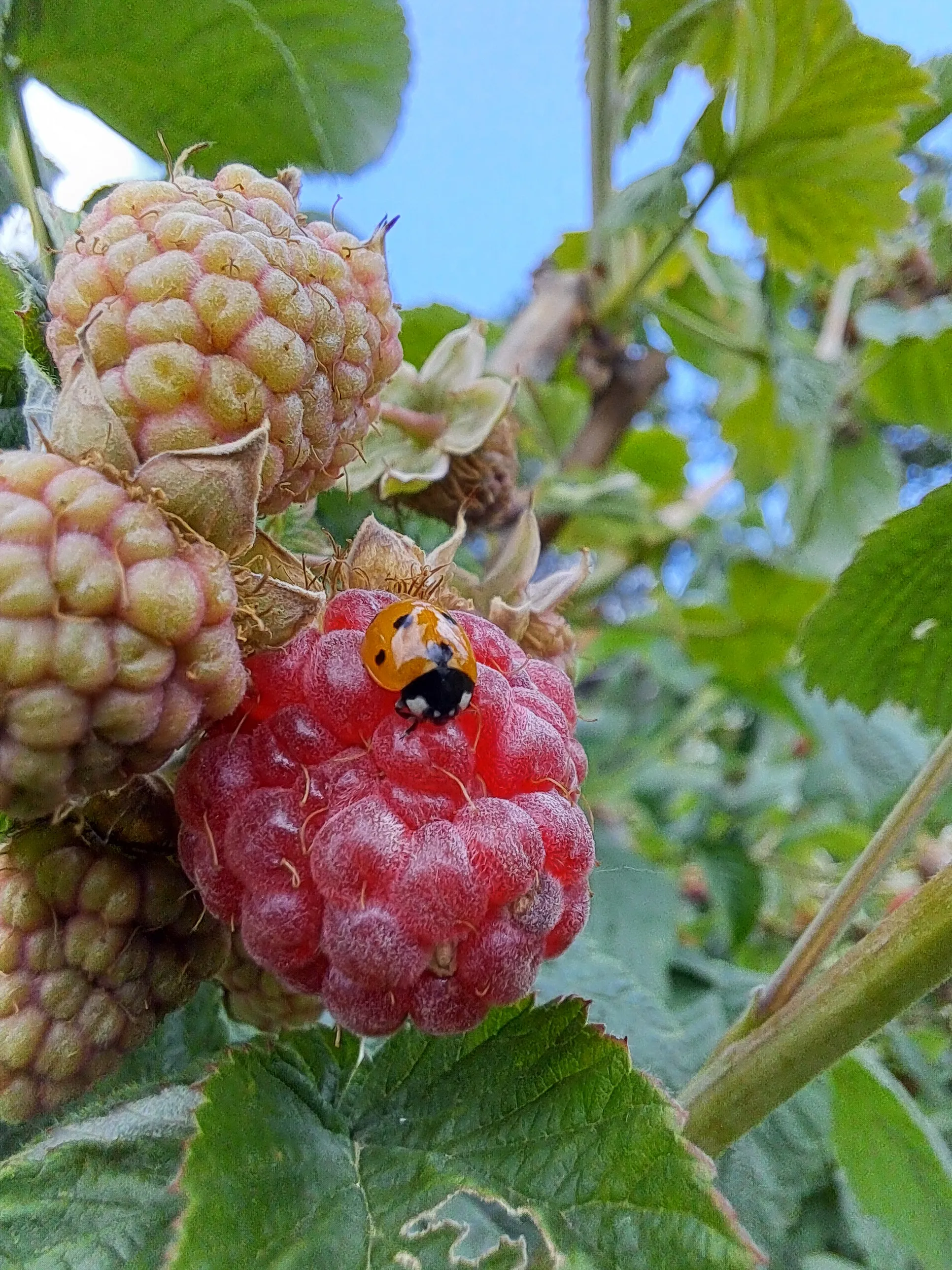 В малиновом раю