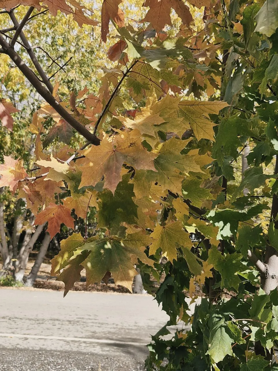 Осенняя листва