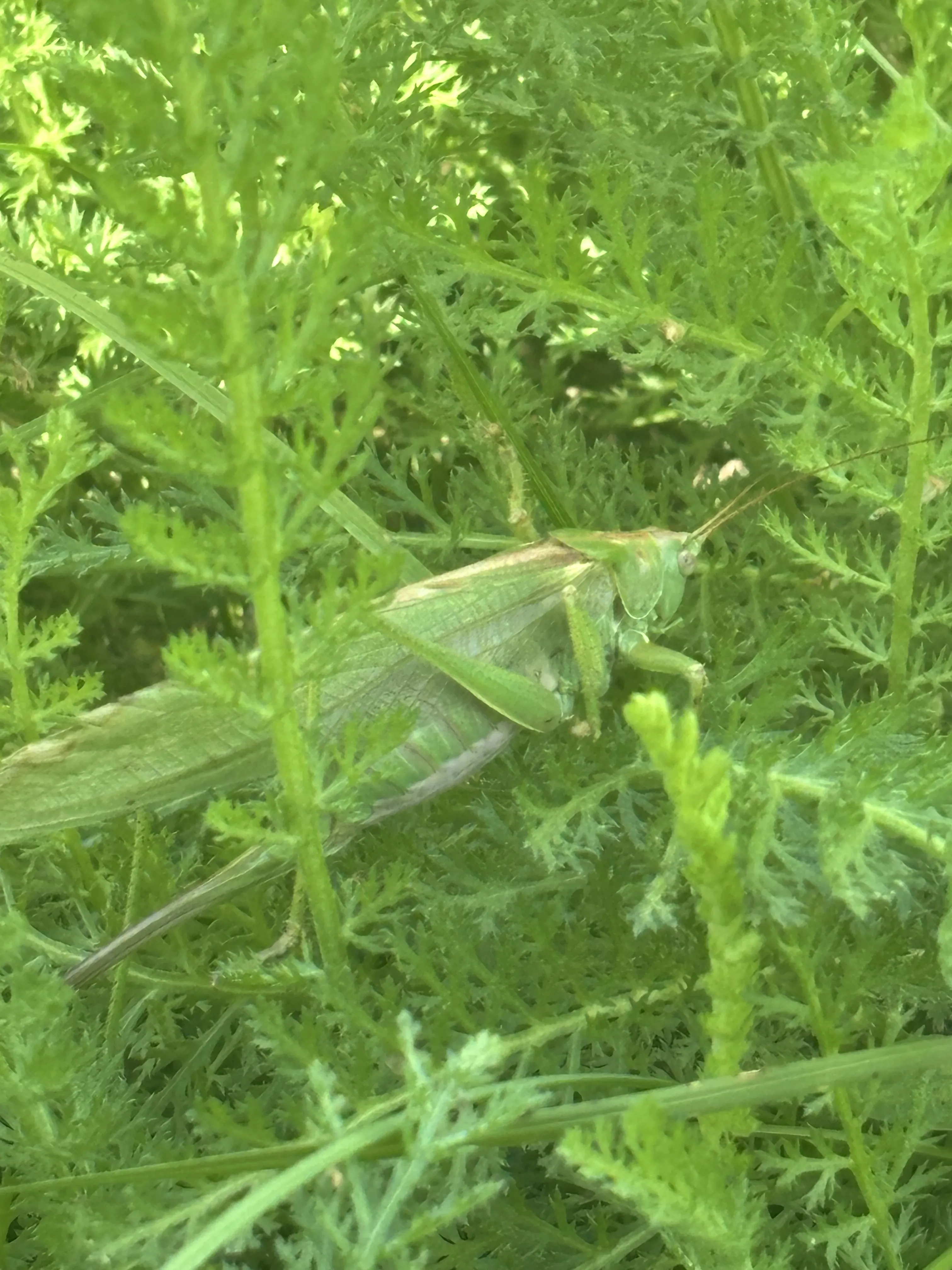 Если присмотреться