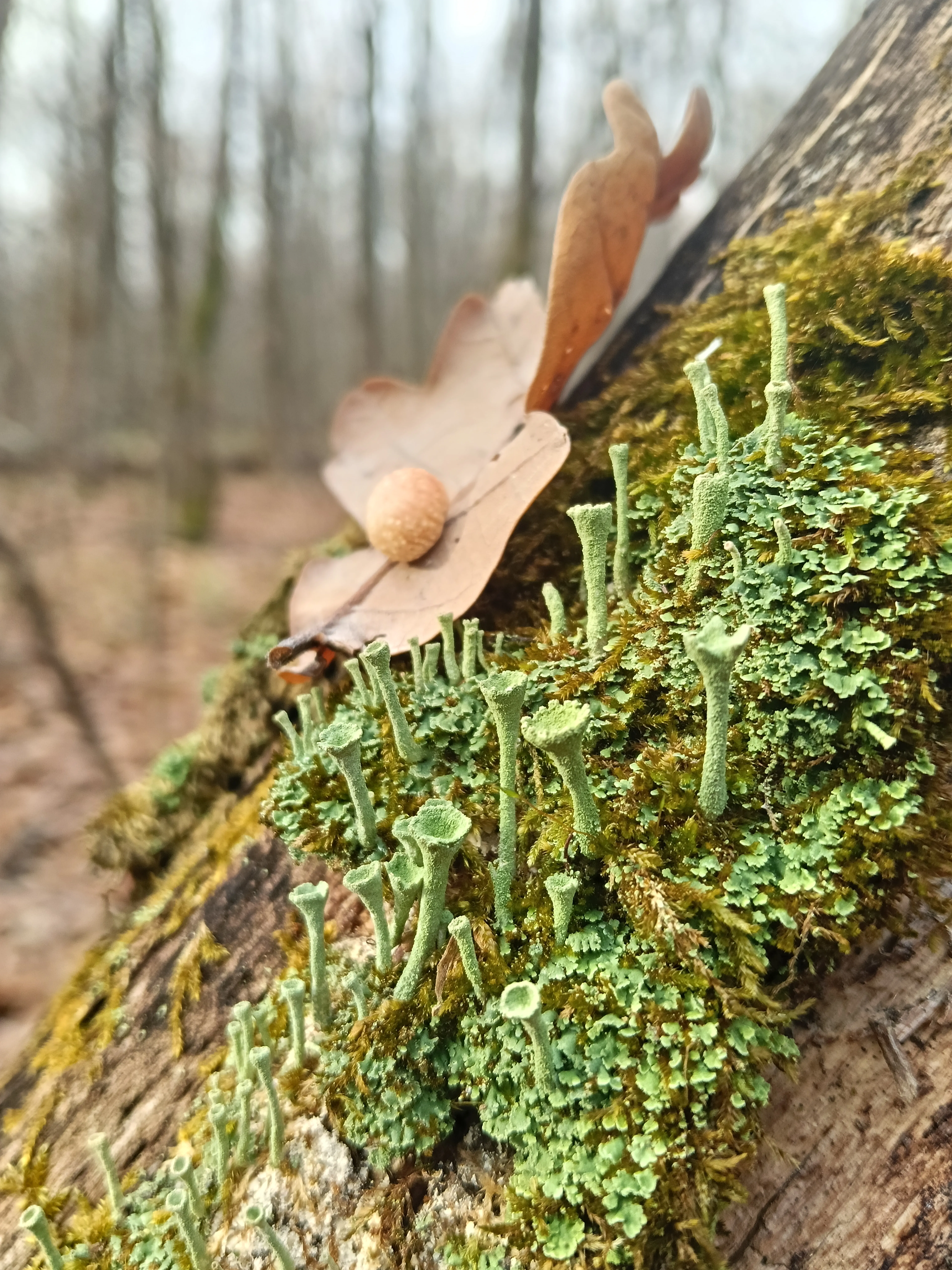 Таинственный лесной мир