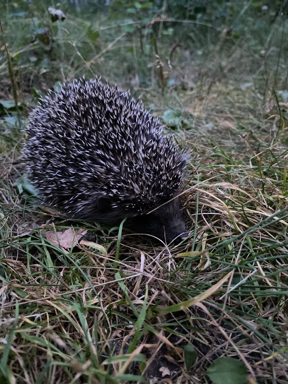 «Маленькая любовь»