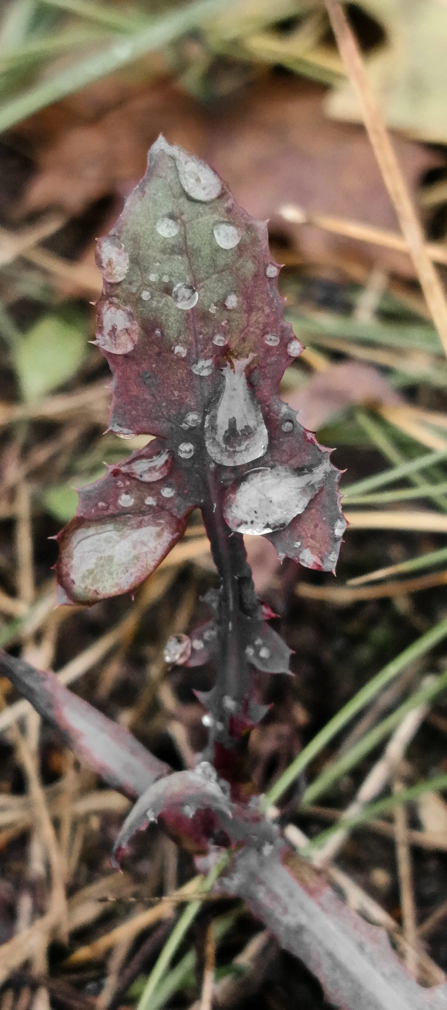 Красота в сердце-"кадре"