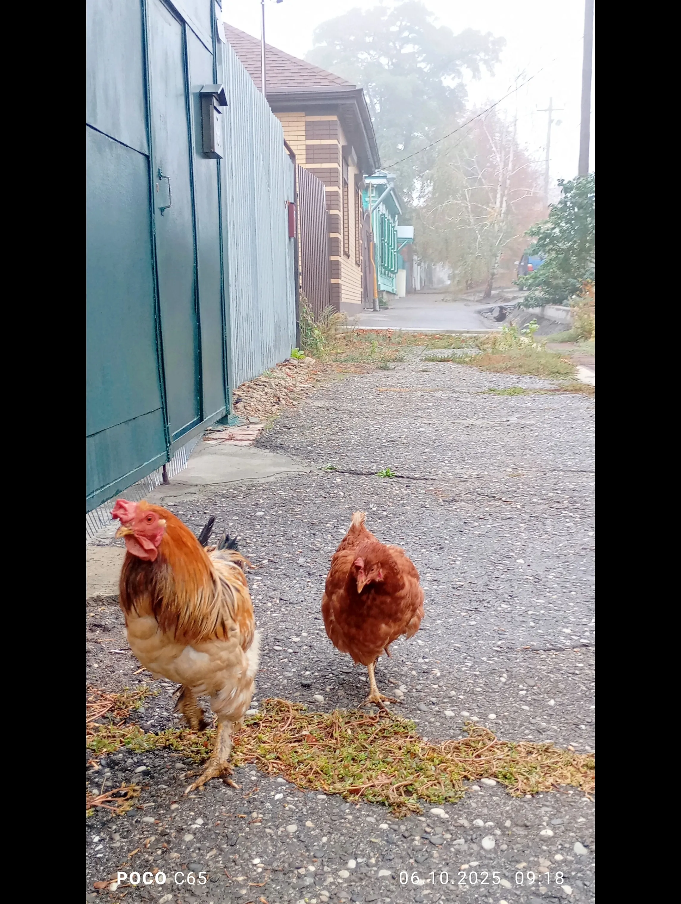 "Курочка моя"