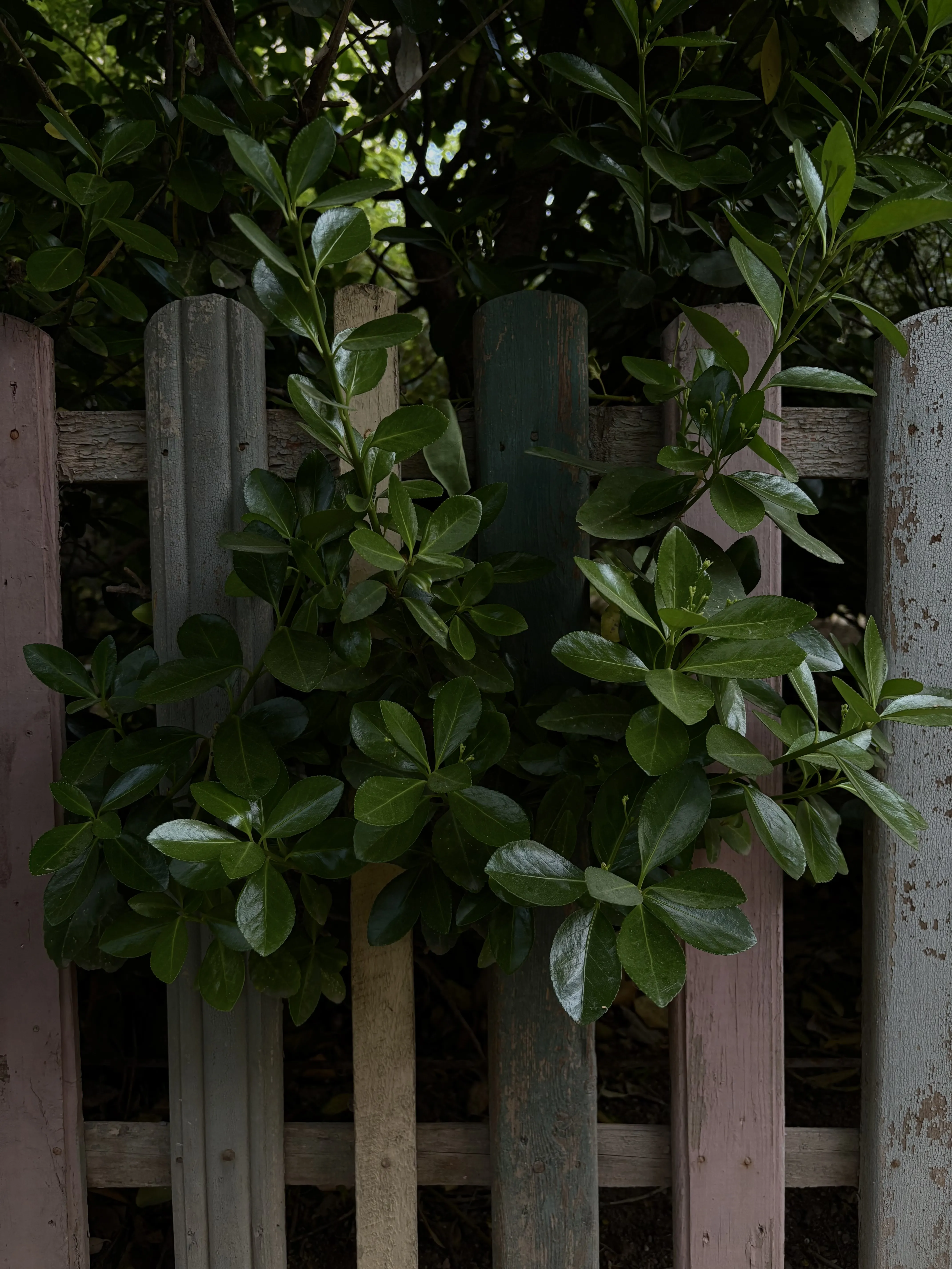 Цветущий забор.