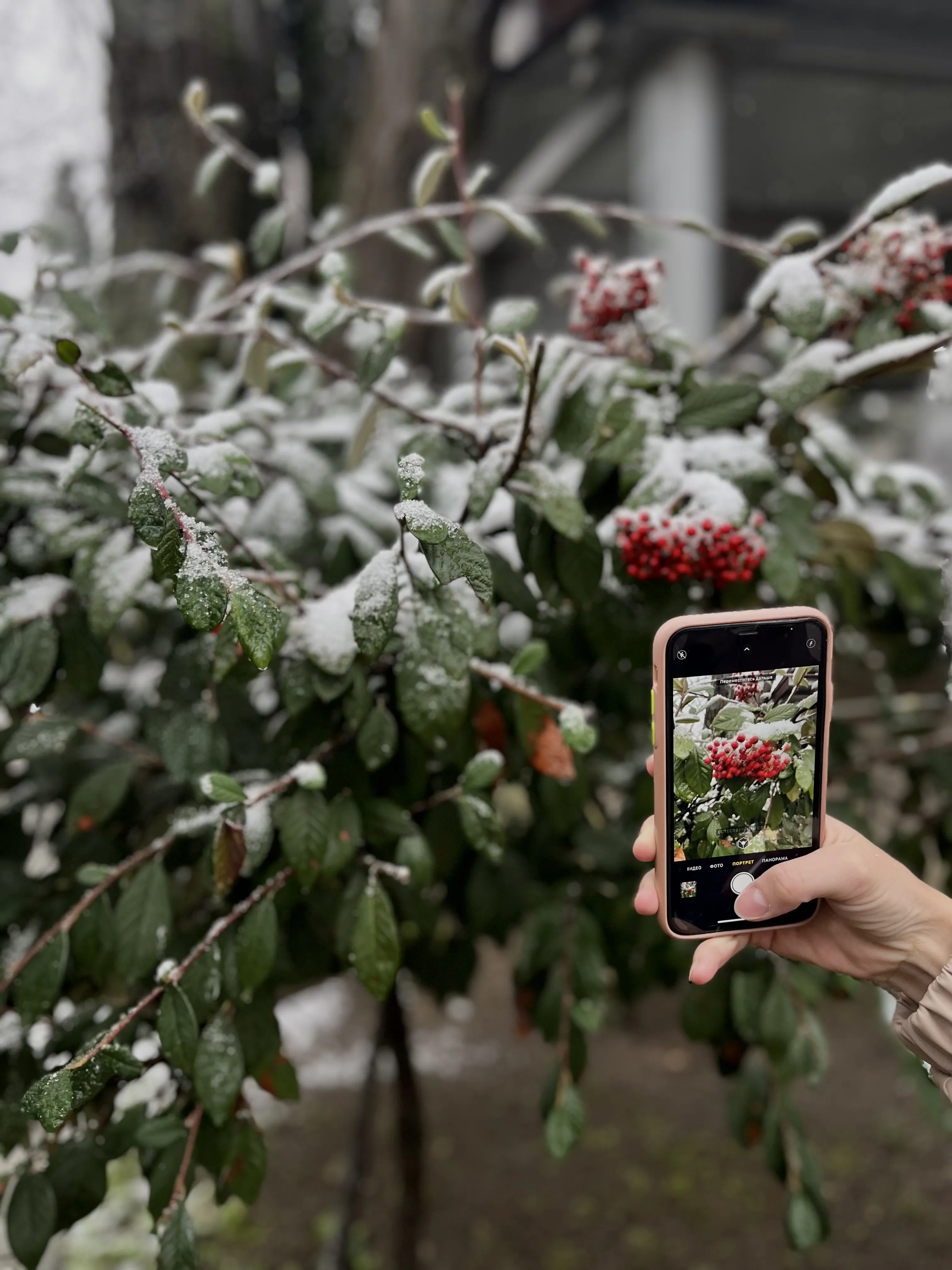 Зимние ягоды.