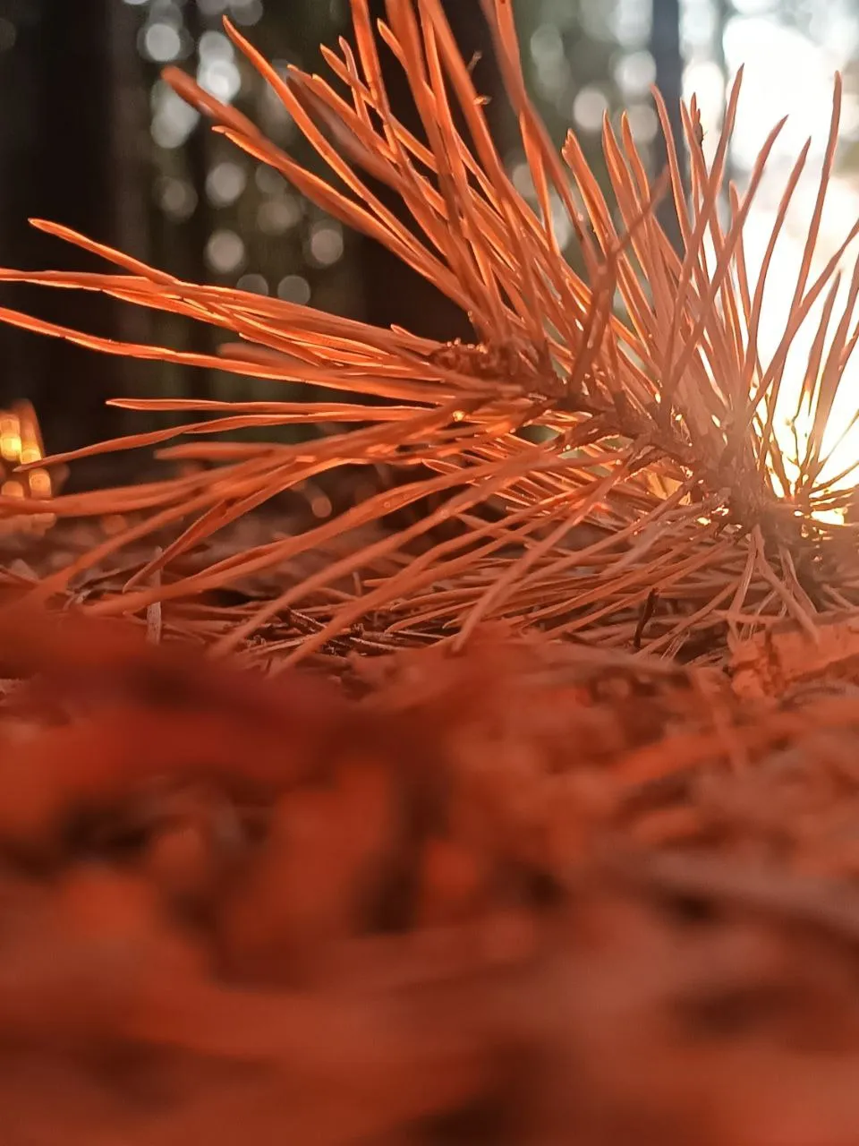 В закатных лучах