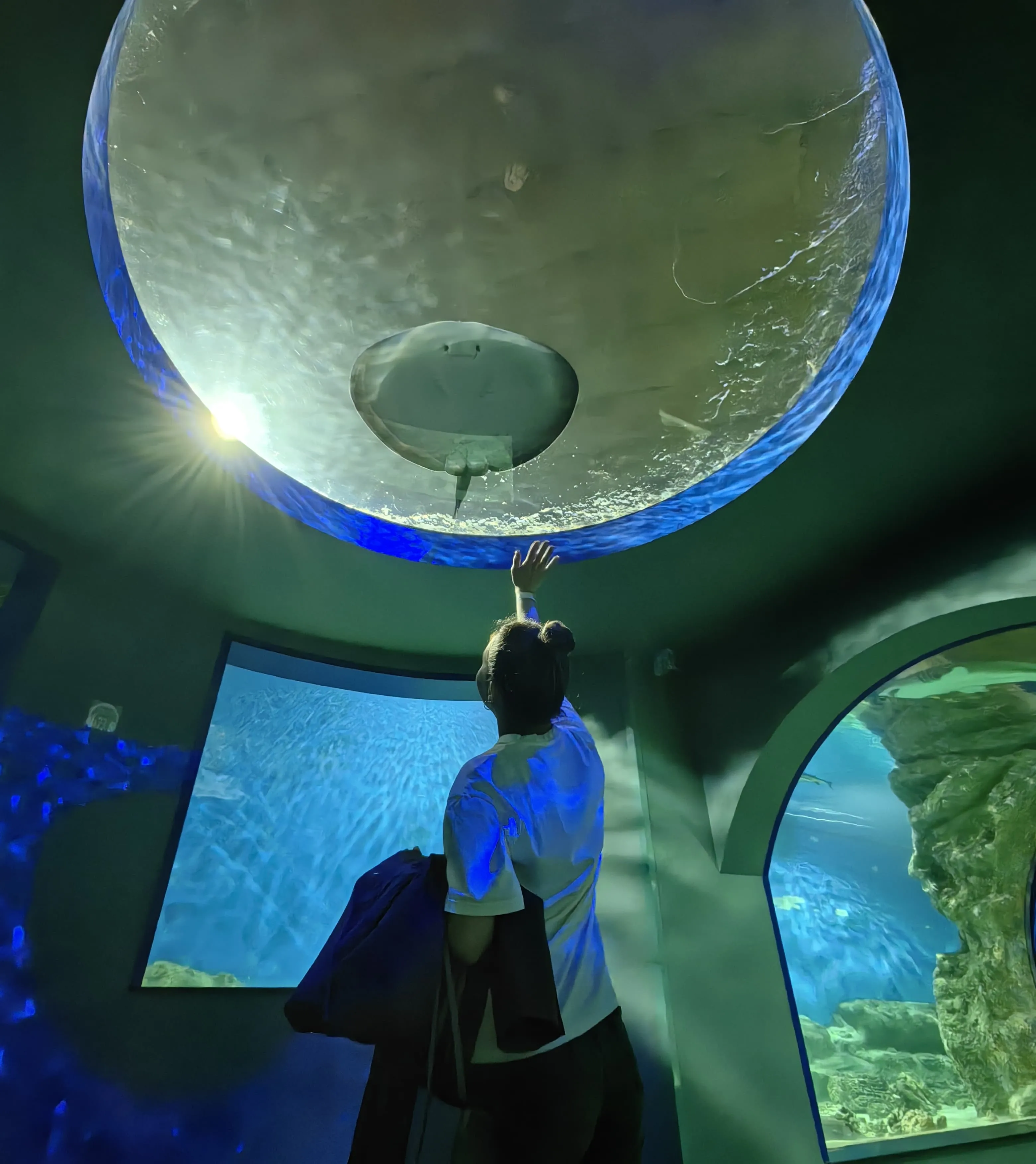 А вот и…скат